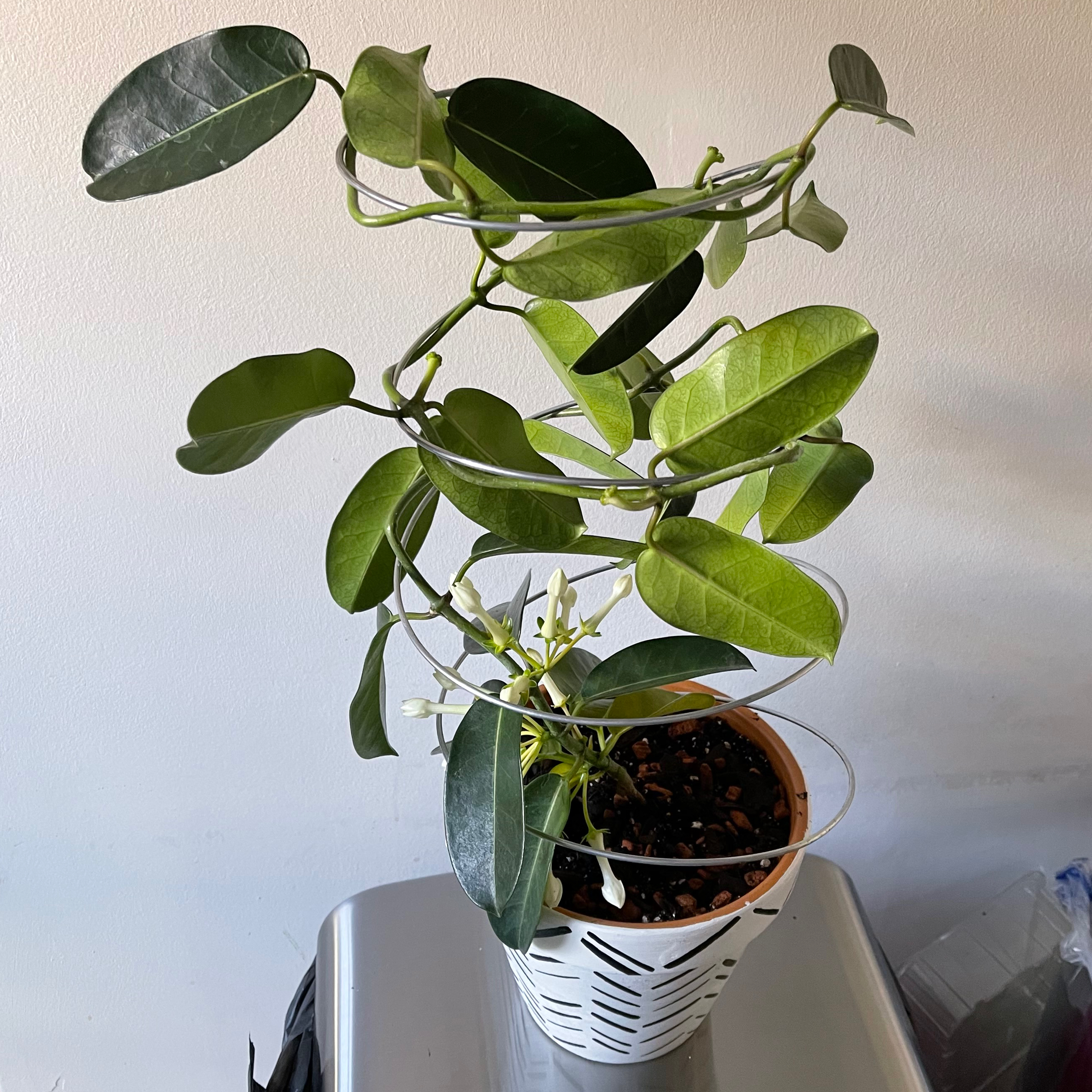 Madagascar jasmine