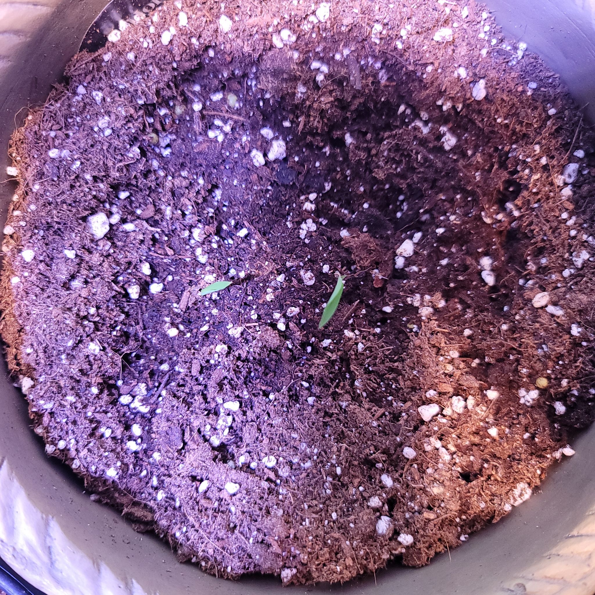 Photo of the plant species Black Bamboo by @IndomitableJade named Bamboo on Greg, the plant care app