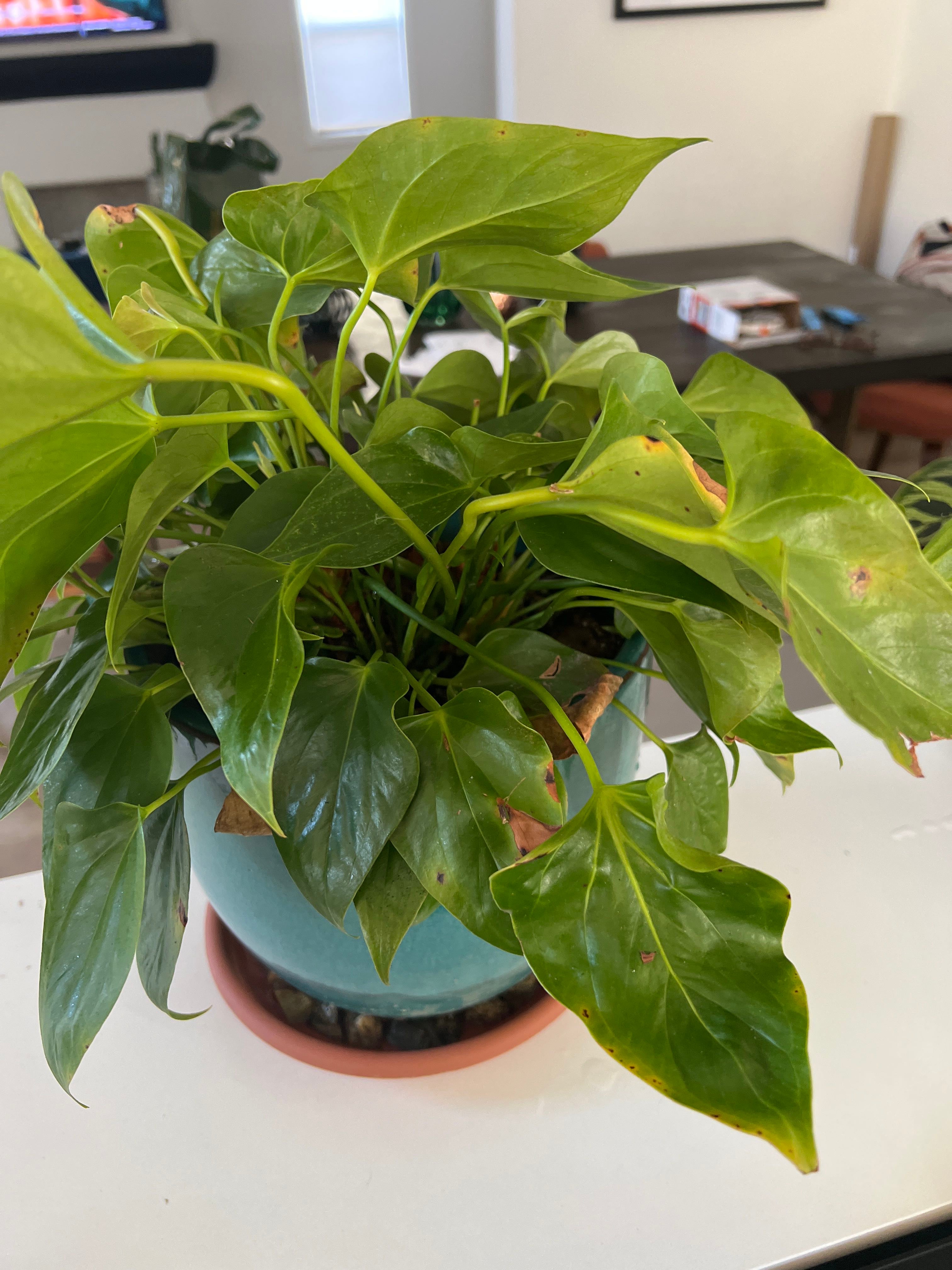 🔍 Understanding Black Spots on Your Pink Anthurium Leaves