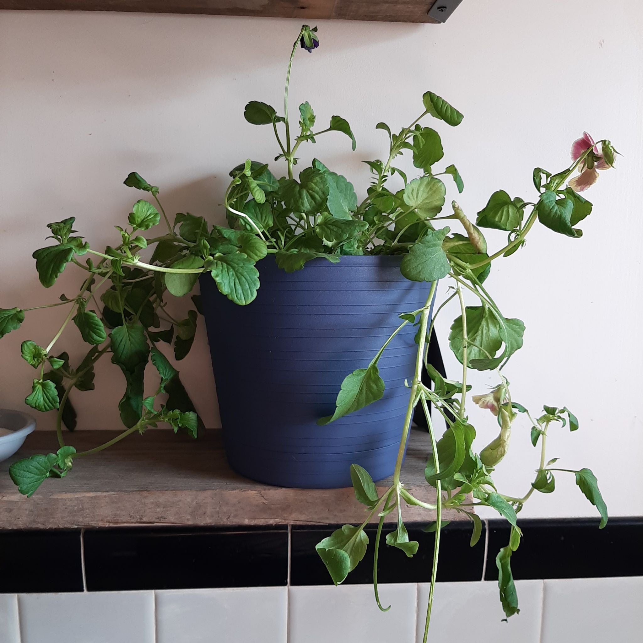 How Should Pansy Be Cut Back?