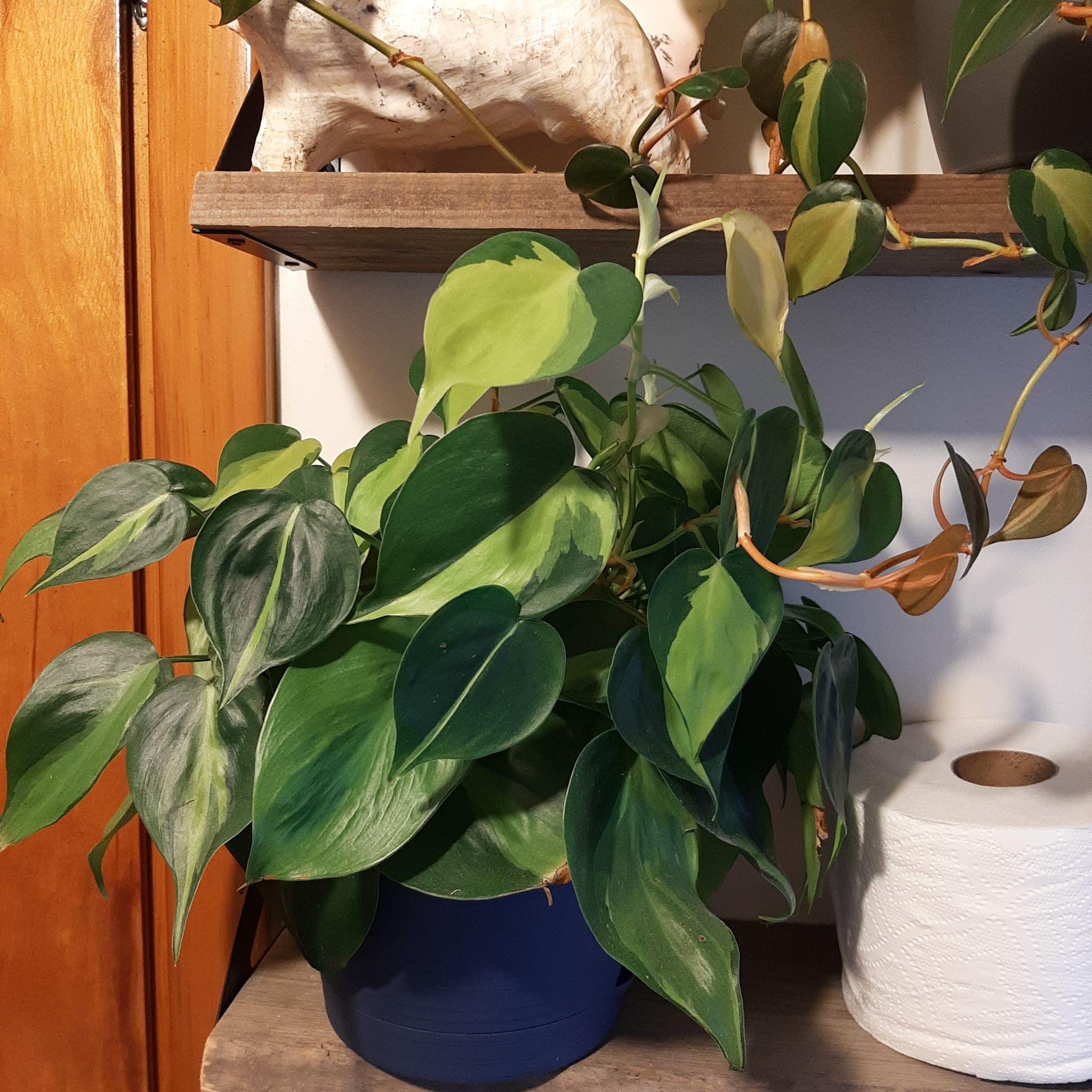 Brazil Philodendron plant in a blue pot with vibrant green and yellow variegated leaves.