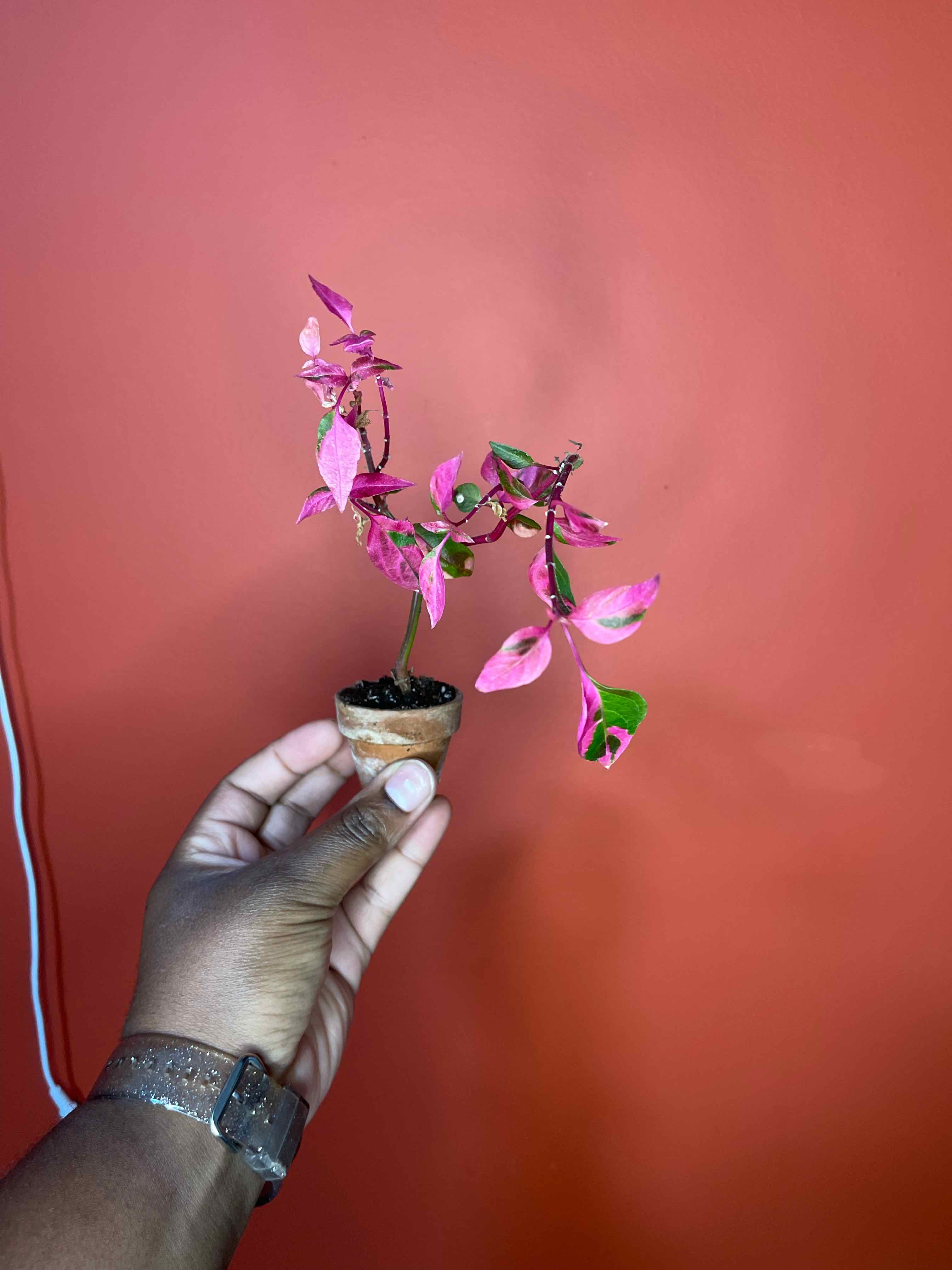 Party Time Alternanthera plant with vibrant pink and green leaves held by a hand.