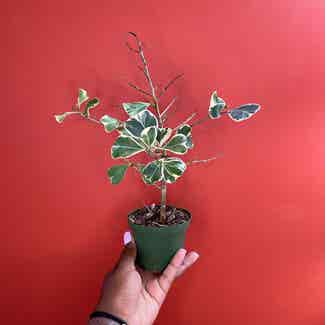 Ficus triangularis 'Variegata' plant in Somewhere on Earth