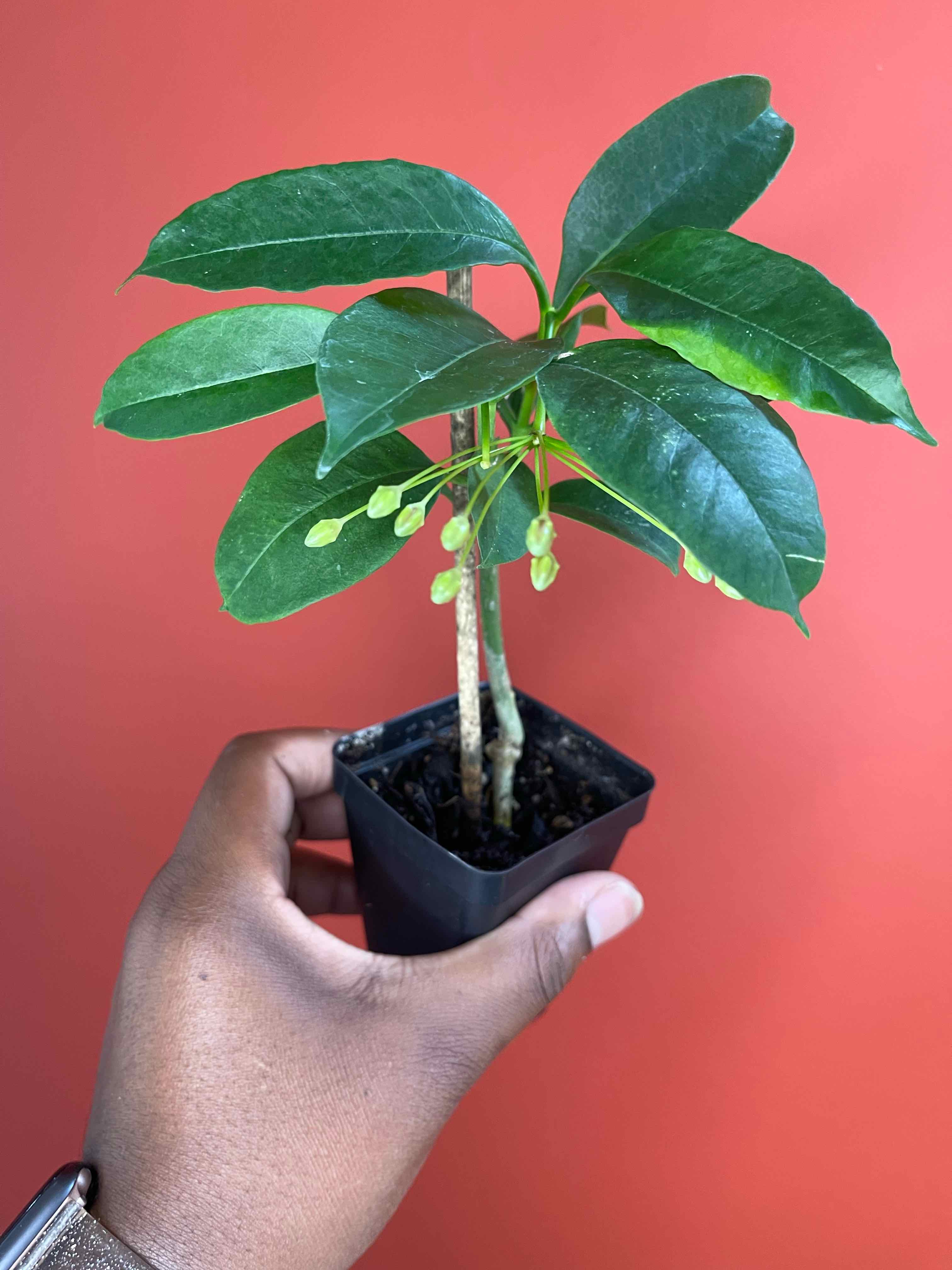 Shooting Stars Wax Plant with green leaves and buds, held by a hand against a red background.