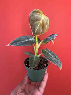 Black Gold Philodendron plant
