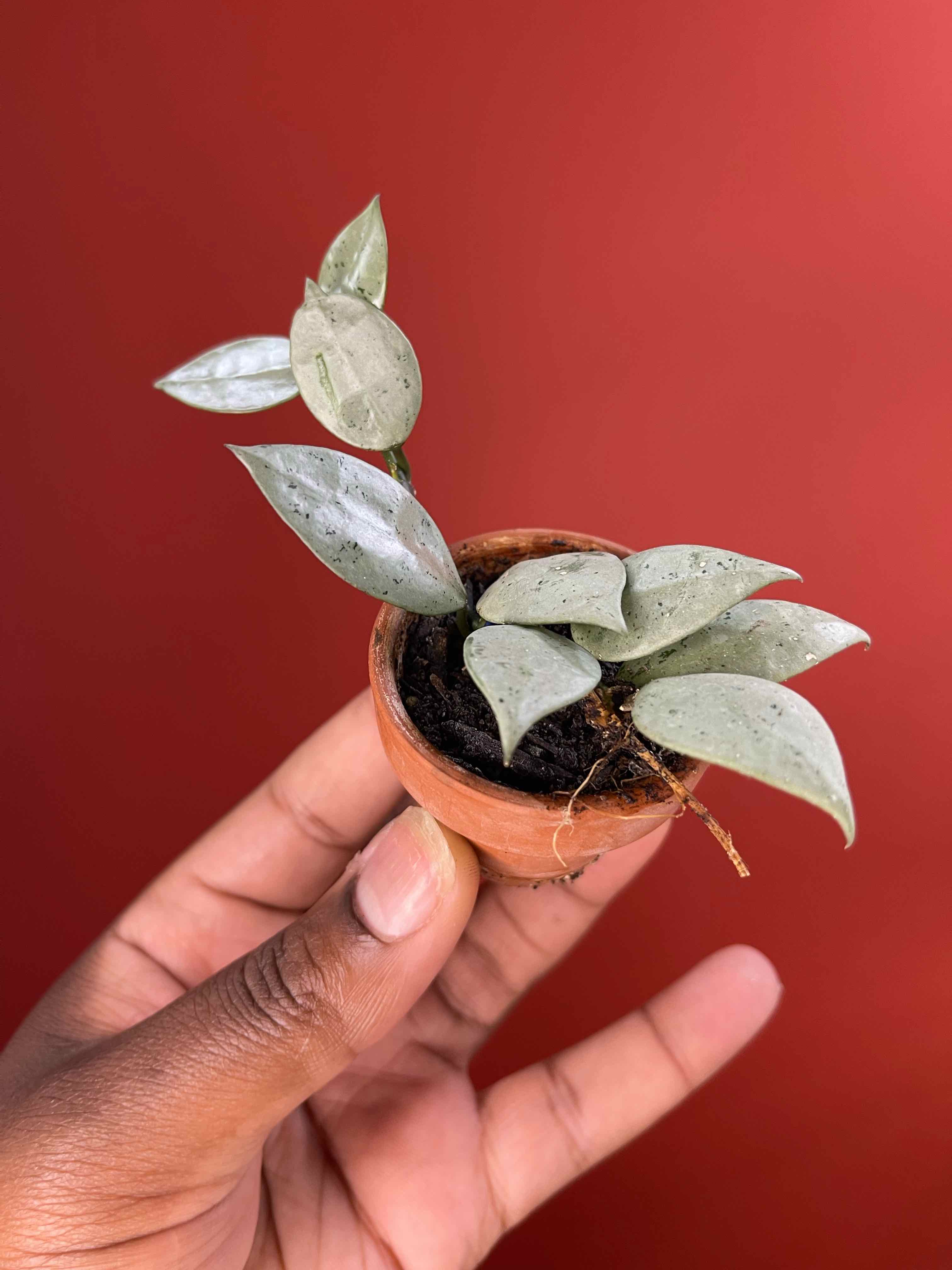 A healthy Hoya krohniana plant in a small pot held by a hand against a red background.