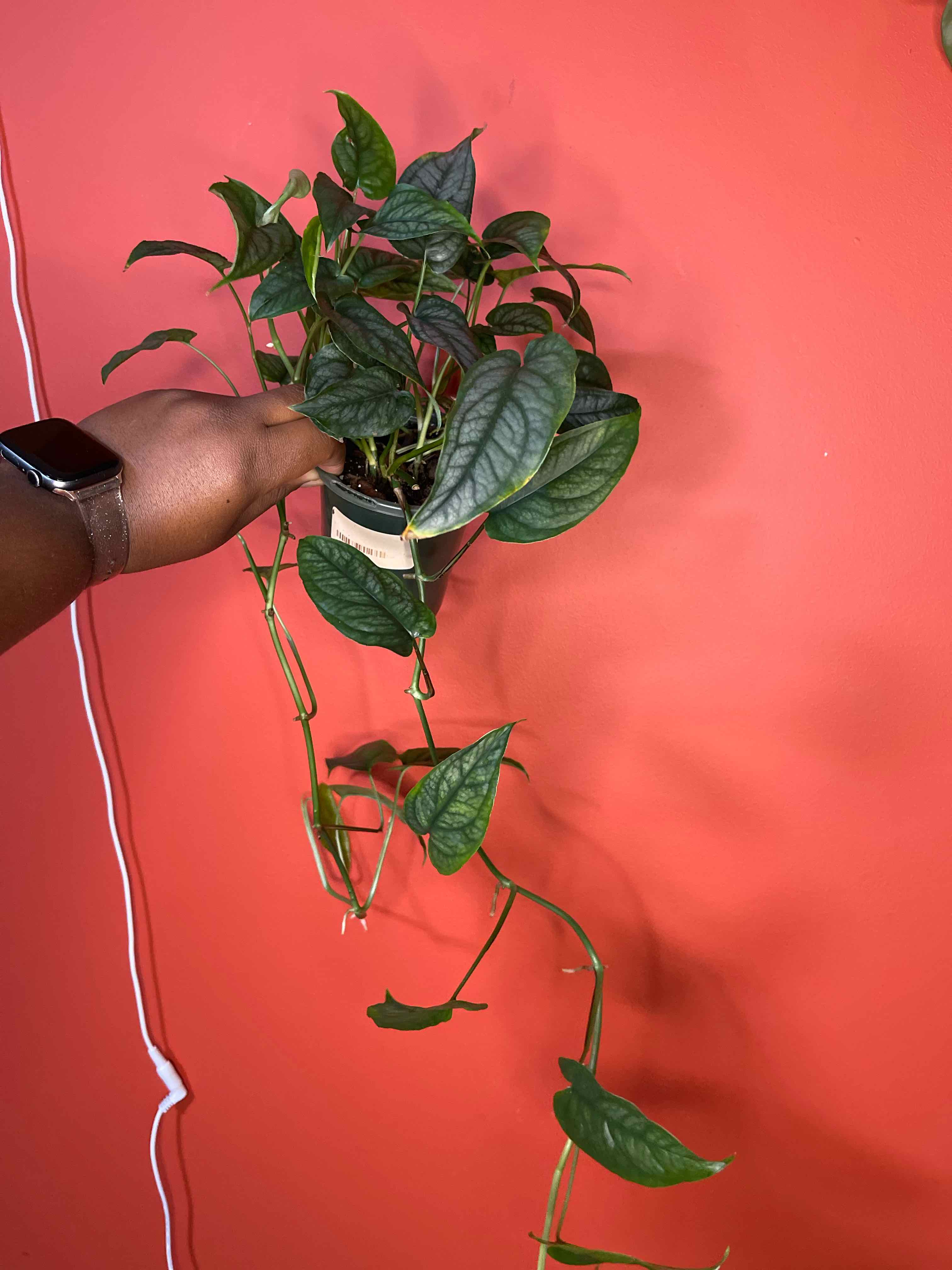 Monstera siltepecanna plant held by a hand against a red background.