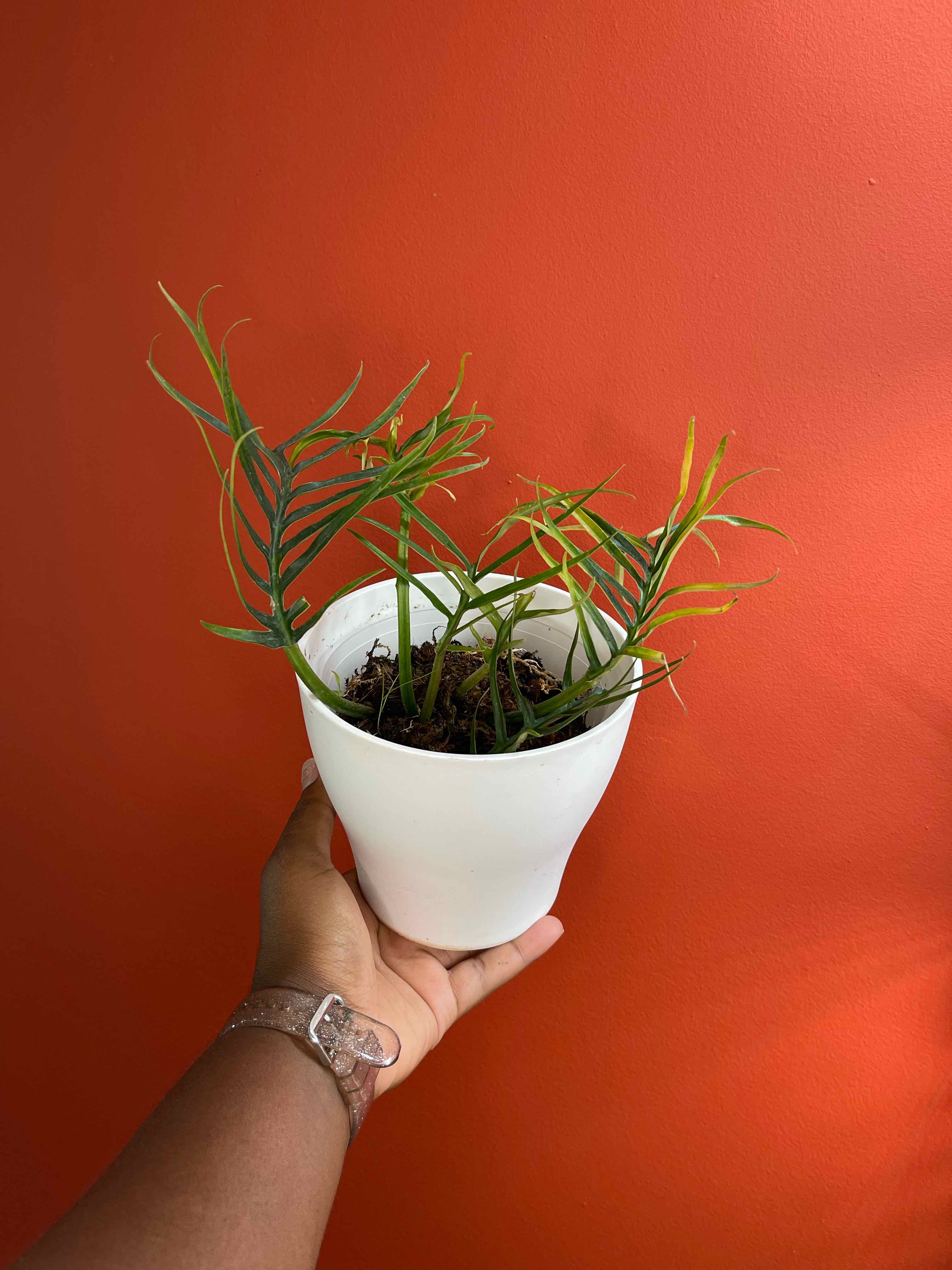 Philodendron tortum plant in a white pot with some yellowing leaves, held against an orange background.