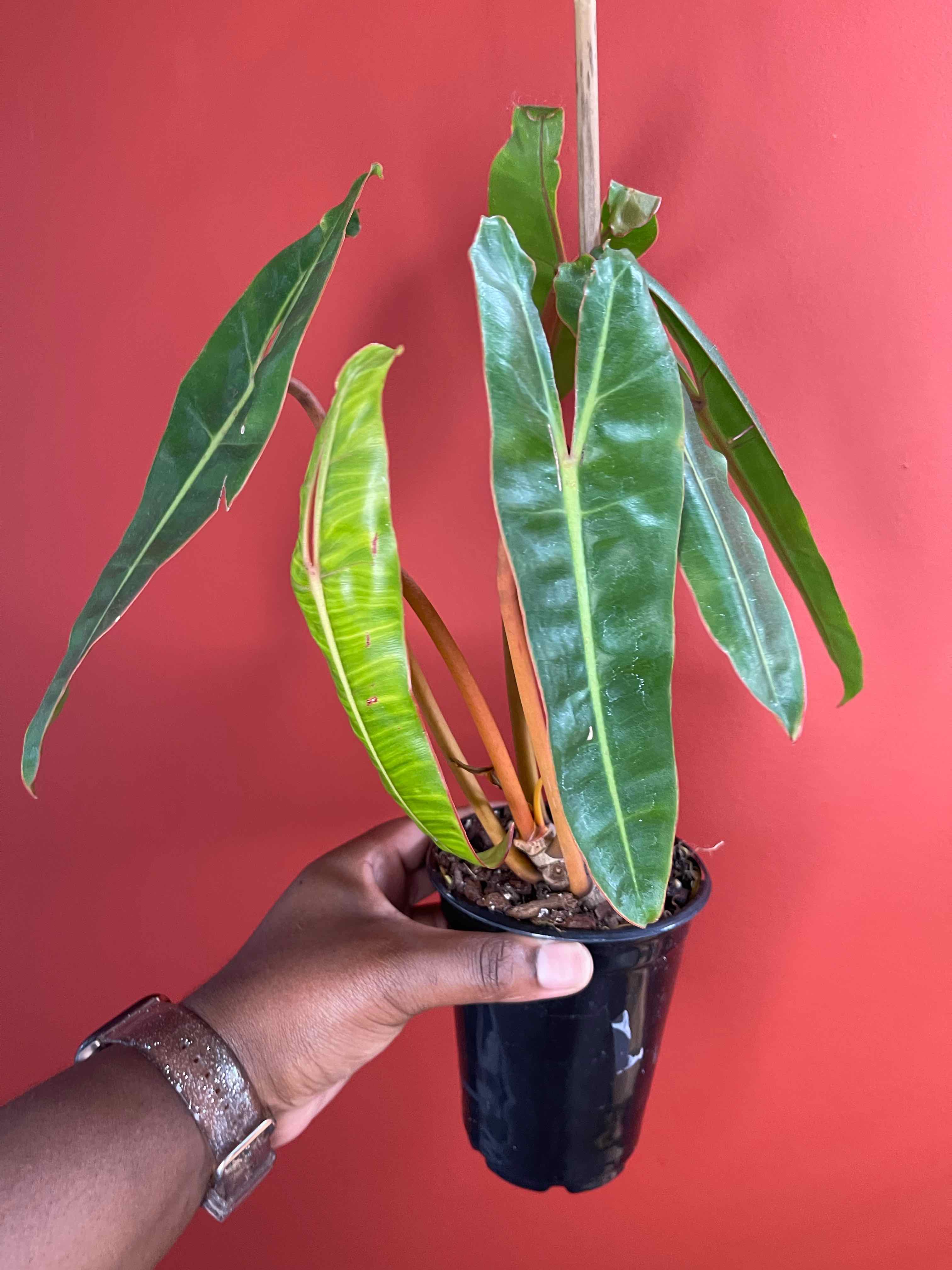 Philodendron billietiae plant with elongated leaves, some yellowing and browning, held by a hand in a black pot.