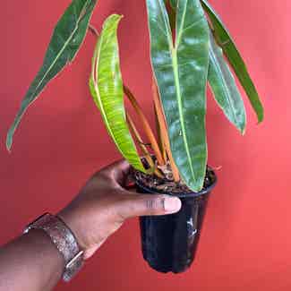 Philodendron billietiae plant in Somewhere on Earth