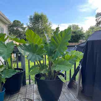 Giant Taro plant in Somewhere on Earth