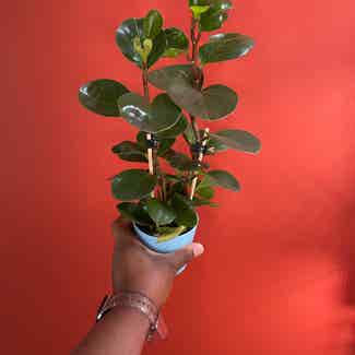 green peperomia plant in Somewhere on Earth