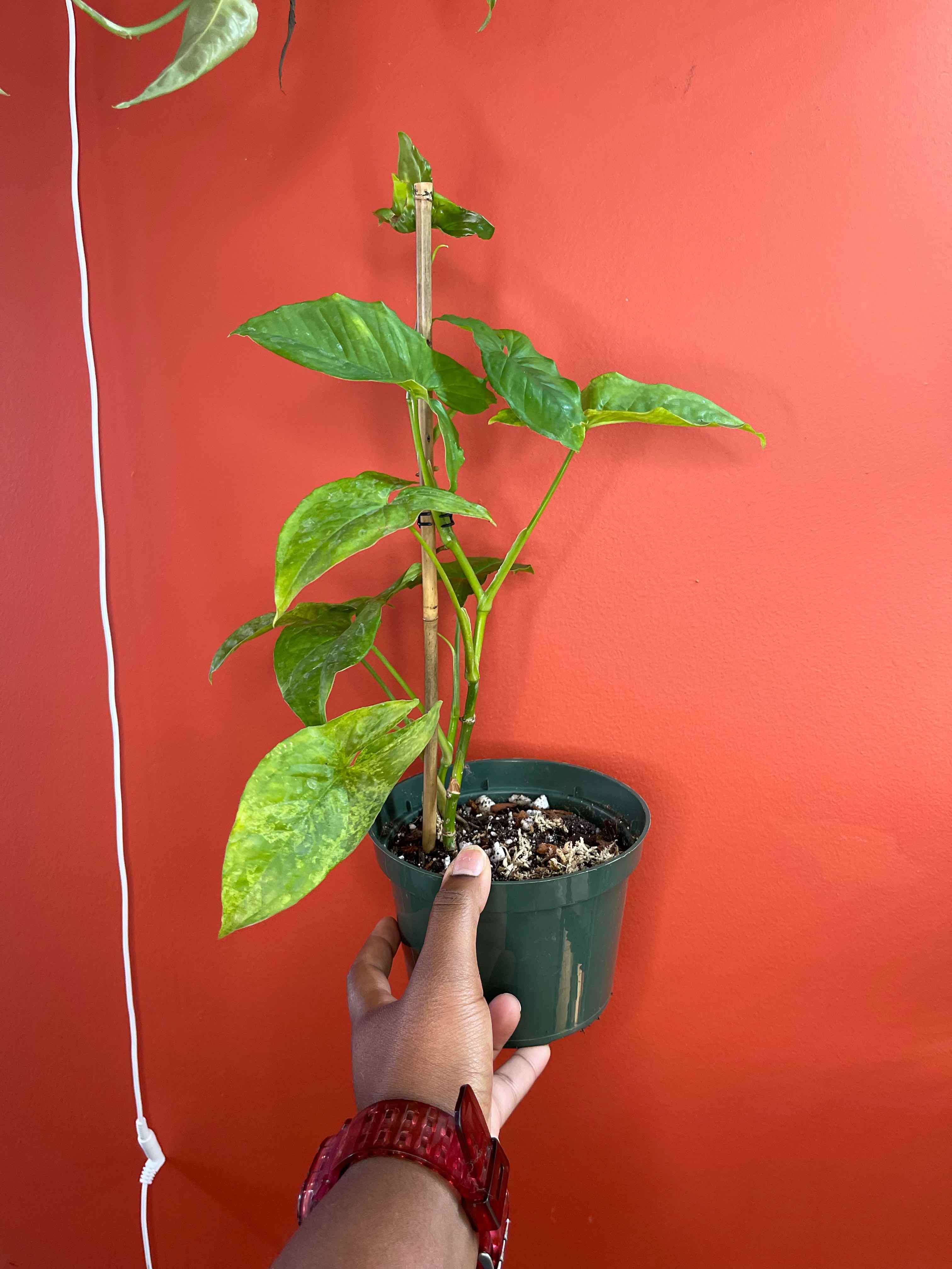 Syngonium podophyllum 'Mojito' plant in a pot, held by a hand against a red background.