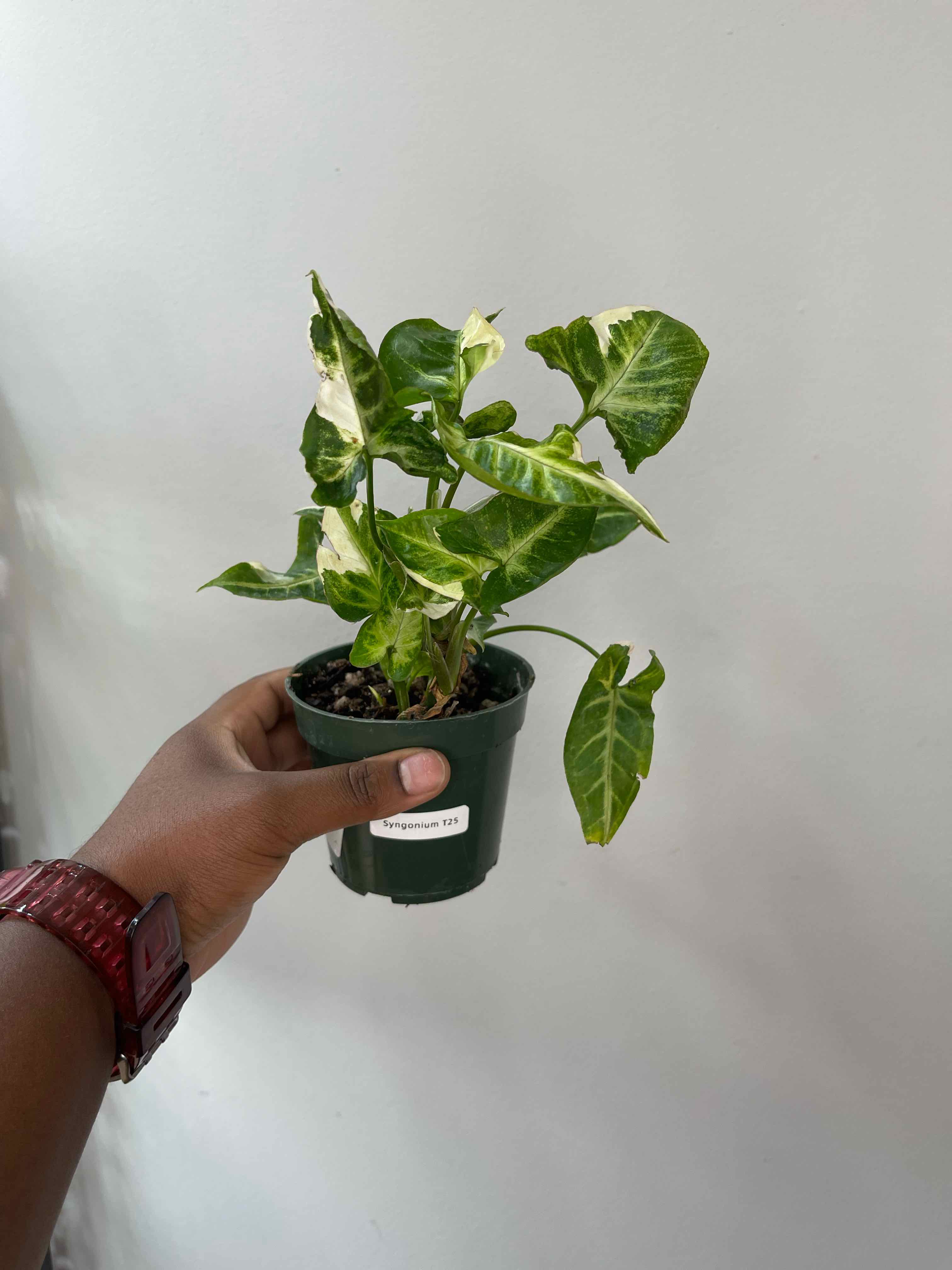Photo of the plant species Syngonium Dwarf Variegata by @Lynn775 named Cleoooo on Greg, the plant care app