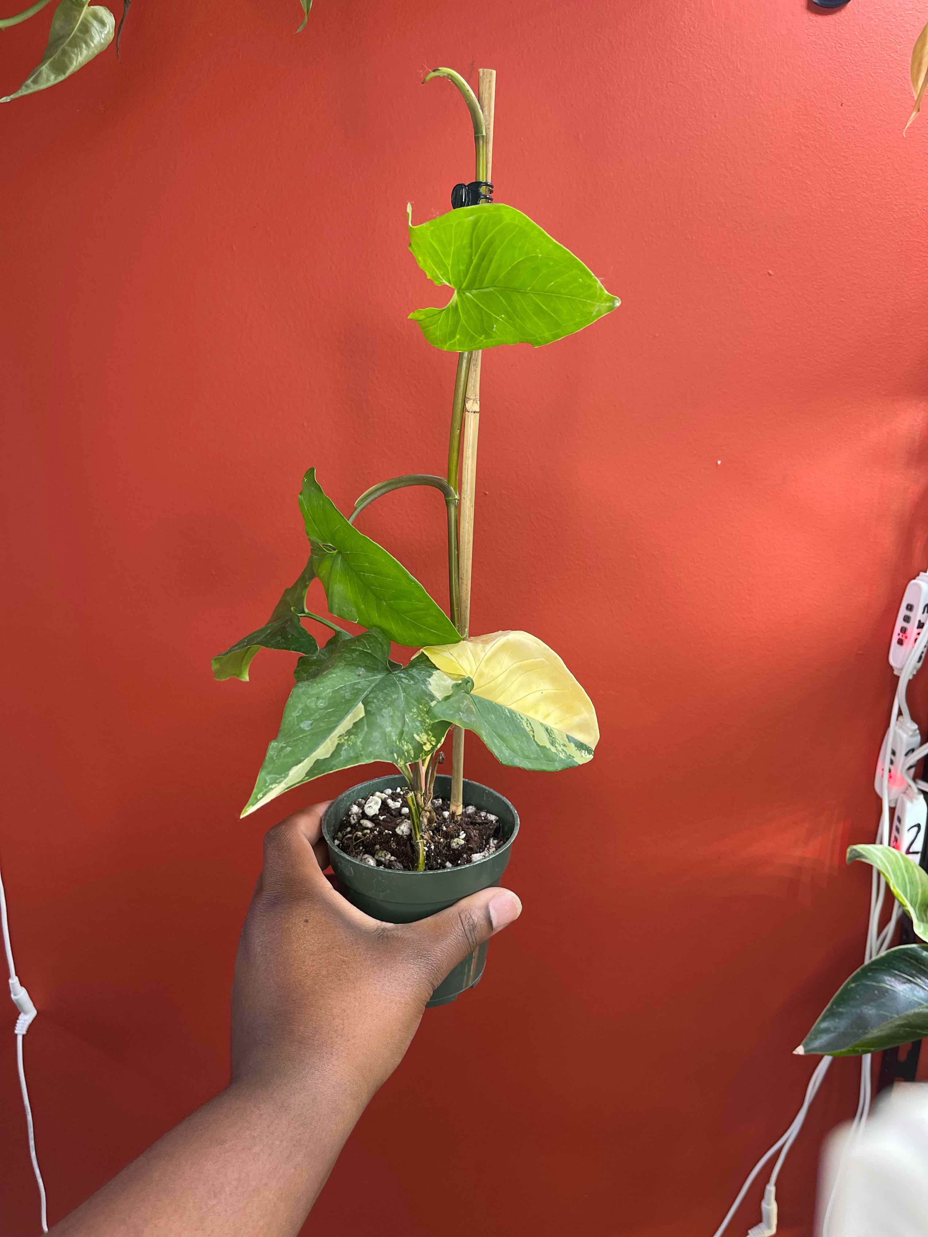 Syngonium aurea plant held by a hand, with visible yellowing leaves and soil.