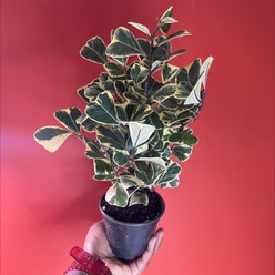 Ficus triangularis 'Variegata' plant
