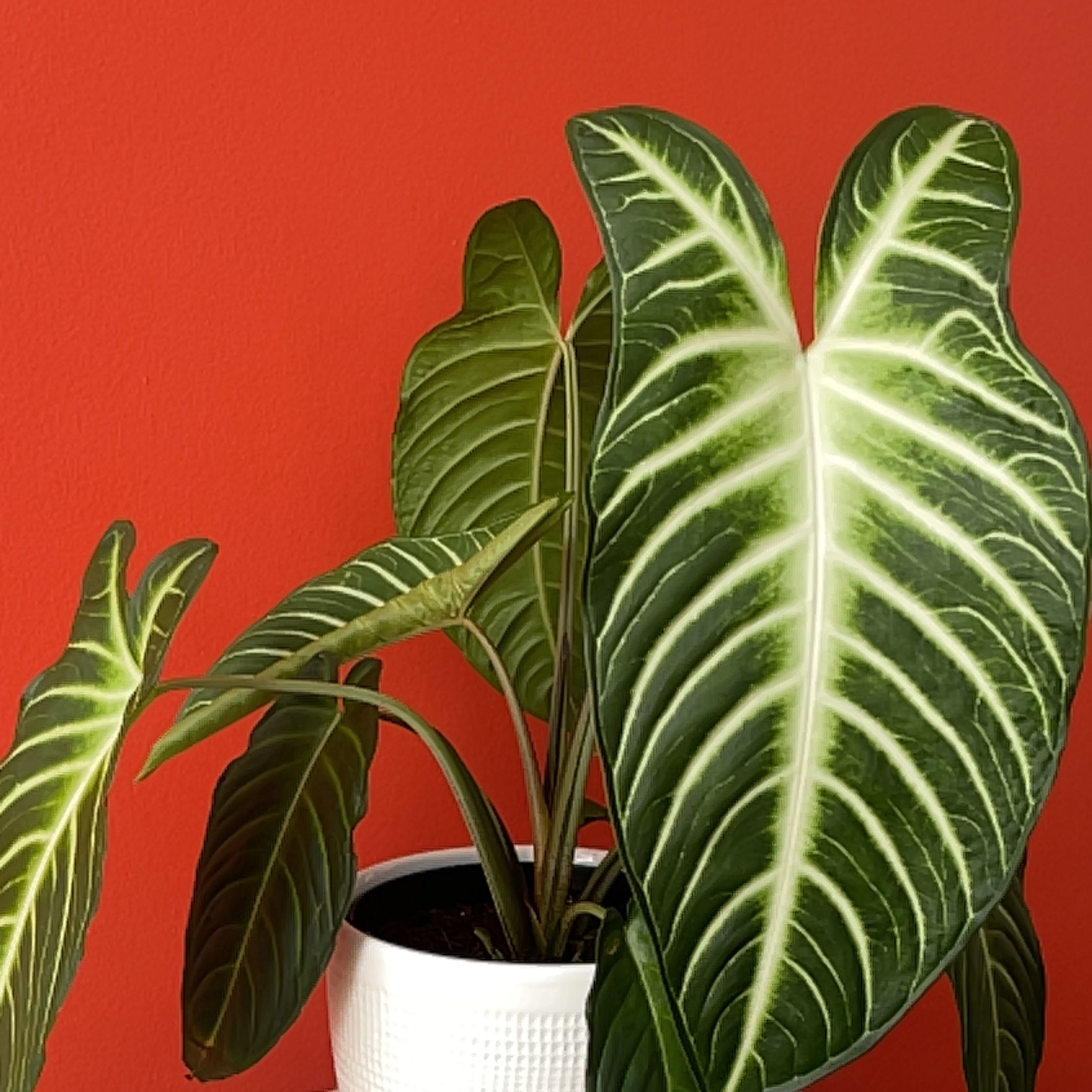 Xanthosoma Angel wings plant with large green leaves and white veins in a white pot against a red background.