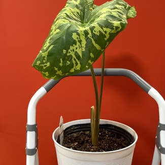 Alocasia plant in Somewhere on Earth