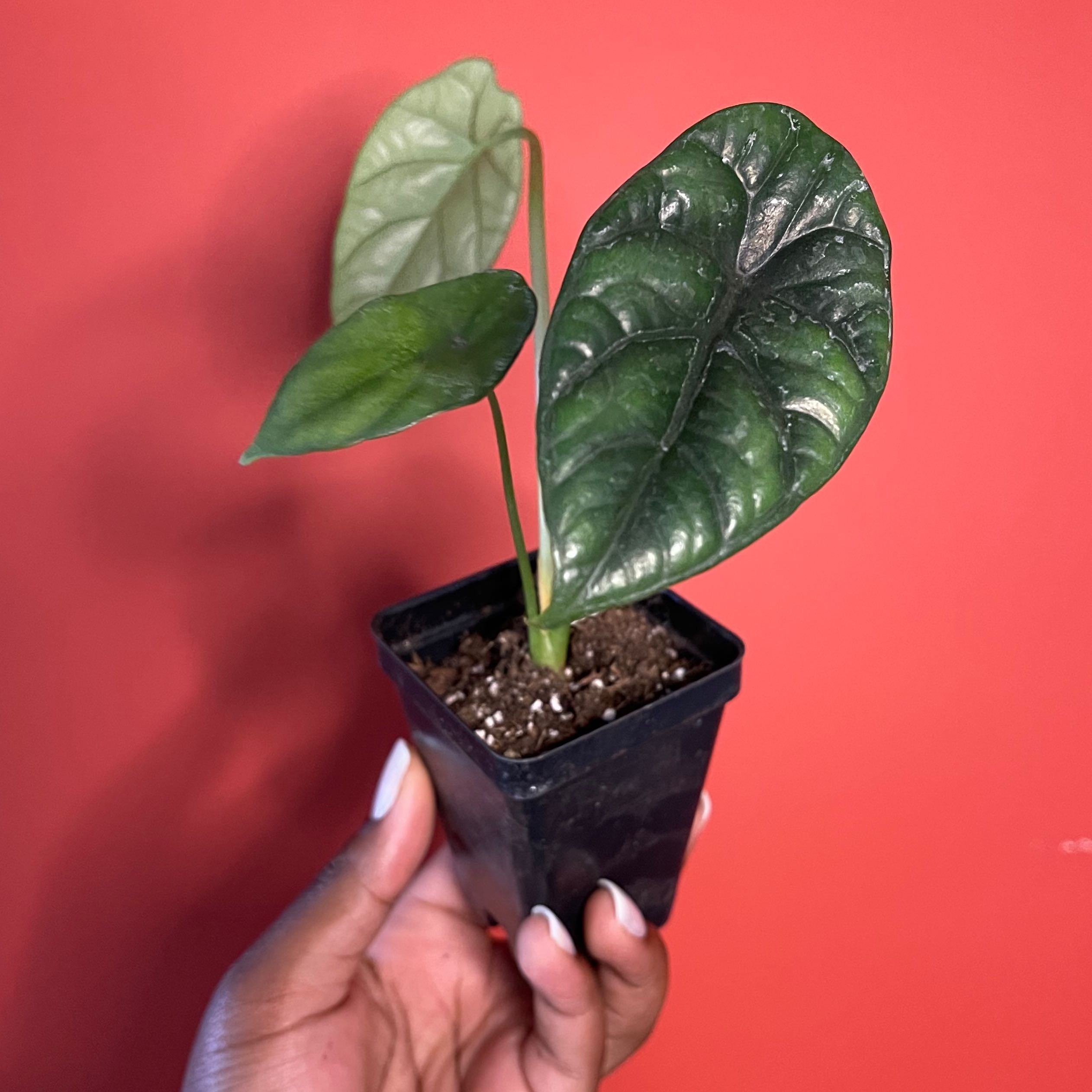 Jewel Alocasia plant in a black pot held by a hand against a red background.