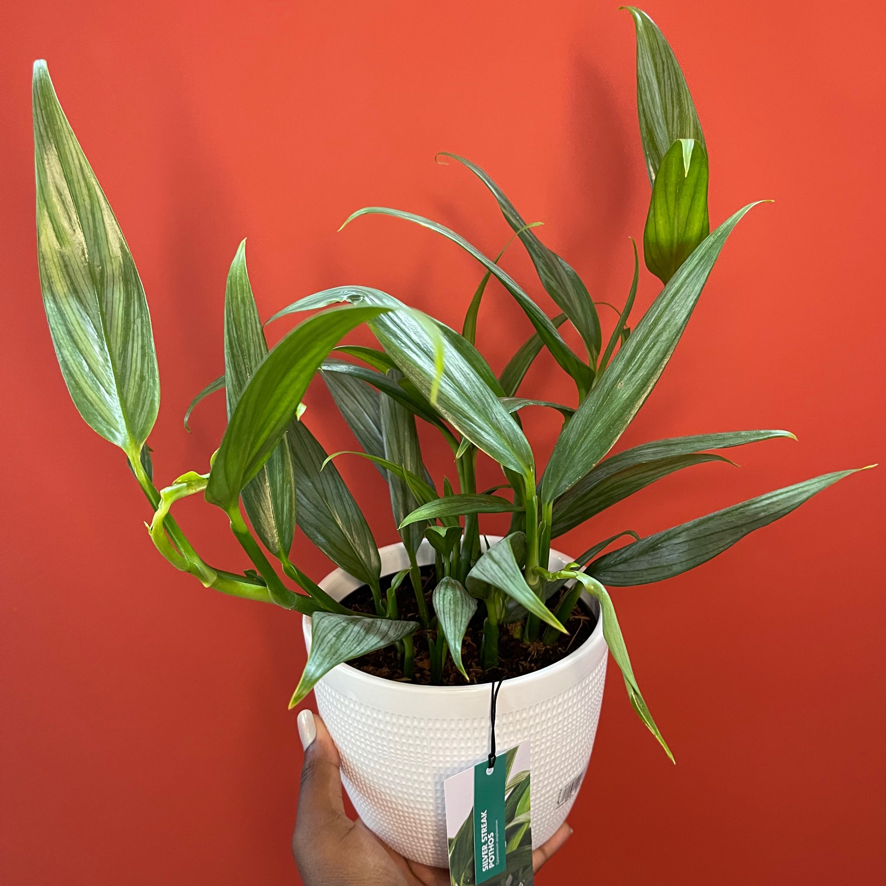 Healthy Pothos amplifolia plant in a white pot against a red background.