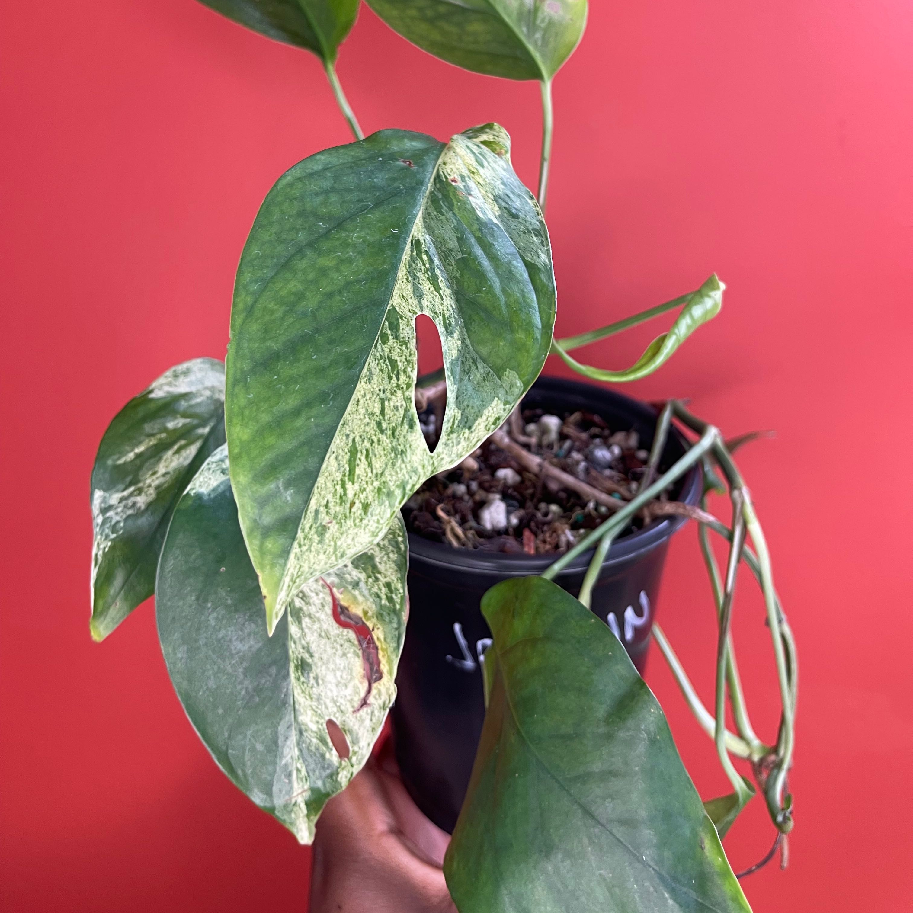 Marble Epipremnum Pinnatum plant with variegated leaves, some browning, in a pot with visible soil.