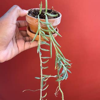 String of Fish Hooks plant in Somewhere on Earth