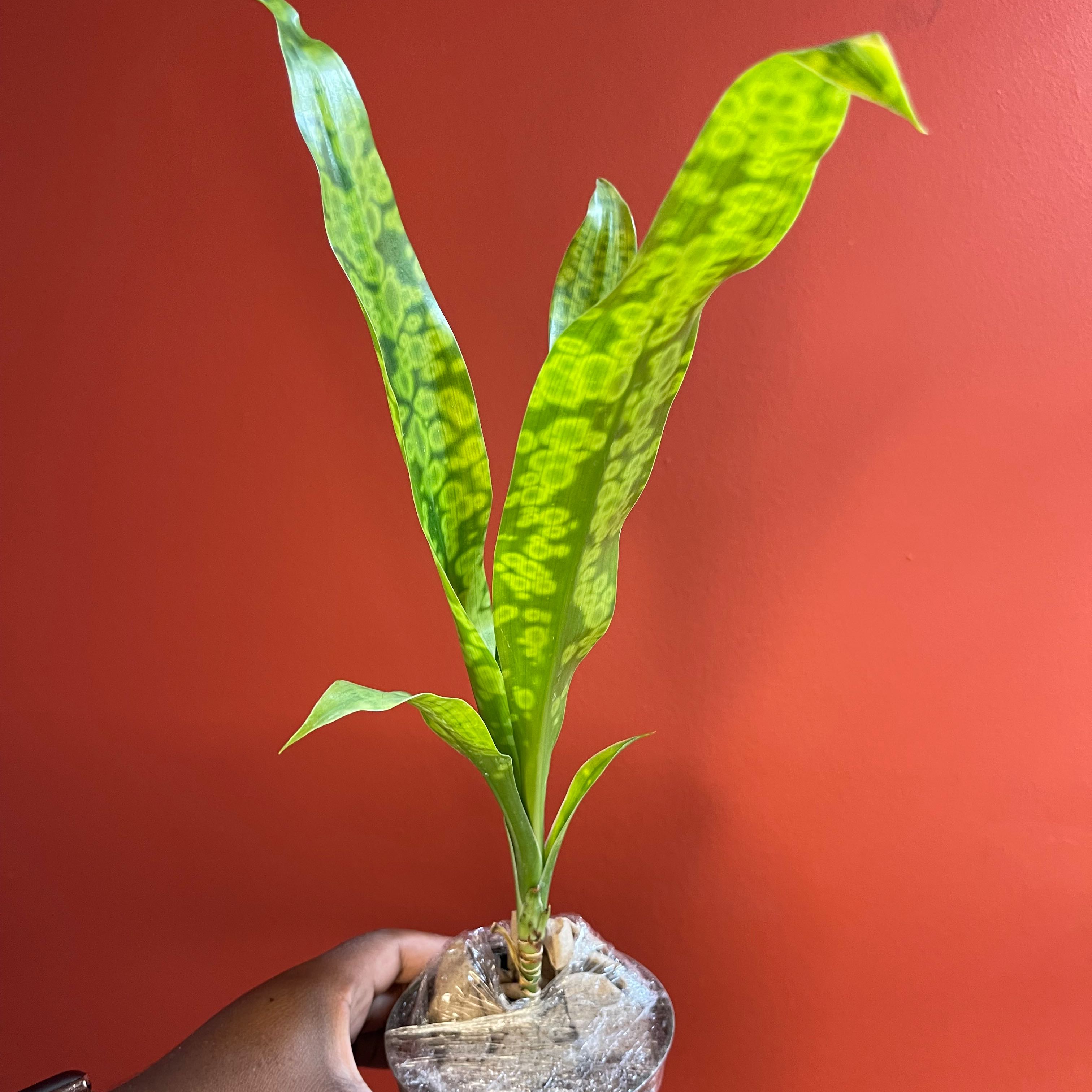 Photo of the plant species Draecena Malachite by @Lynn775 named Mandoo on Greg, the plant care app