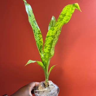 Draecena Malachite plant in Somewhere on Earth
