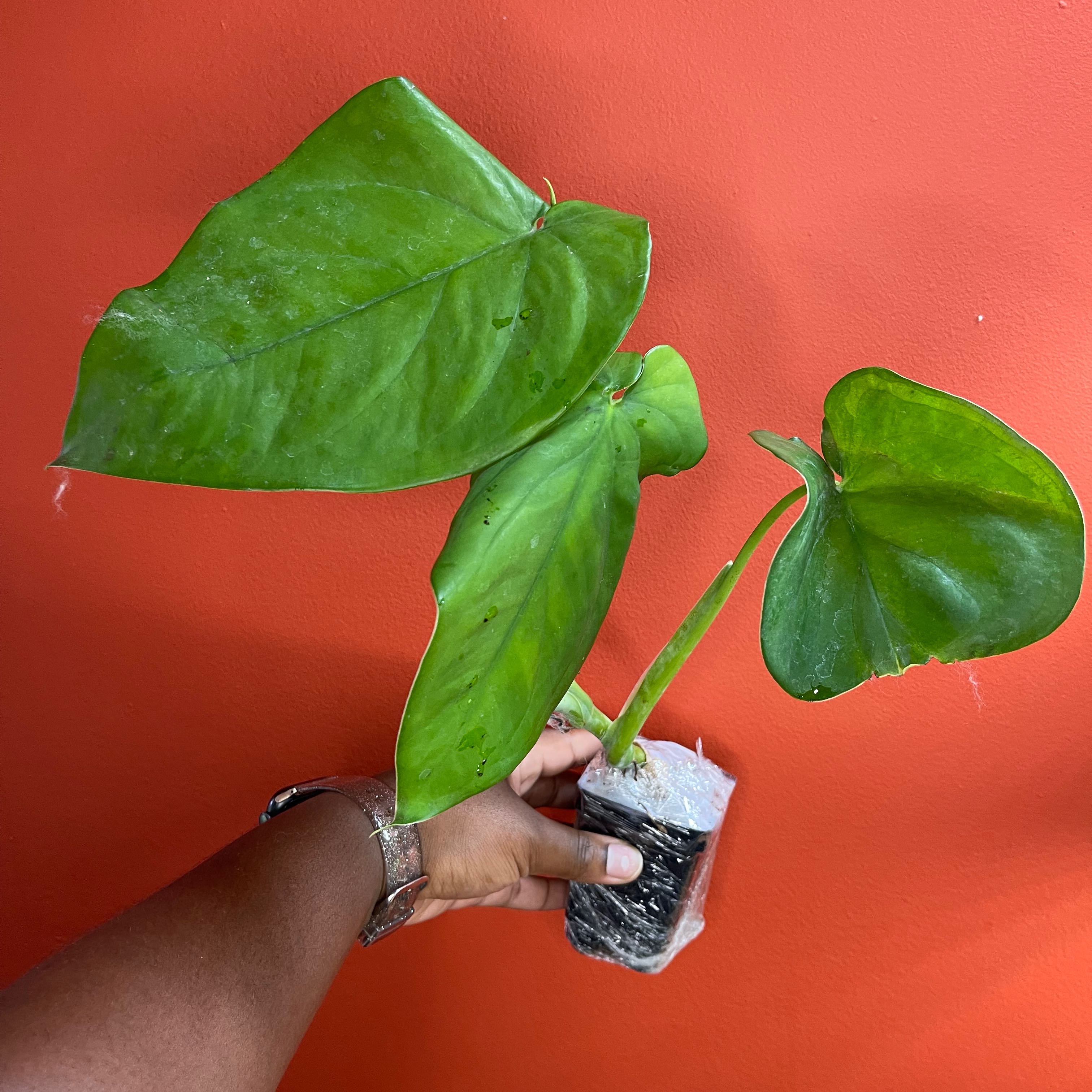Syngonium chiapense plant with large green leaves held by a hand against a red background.