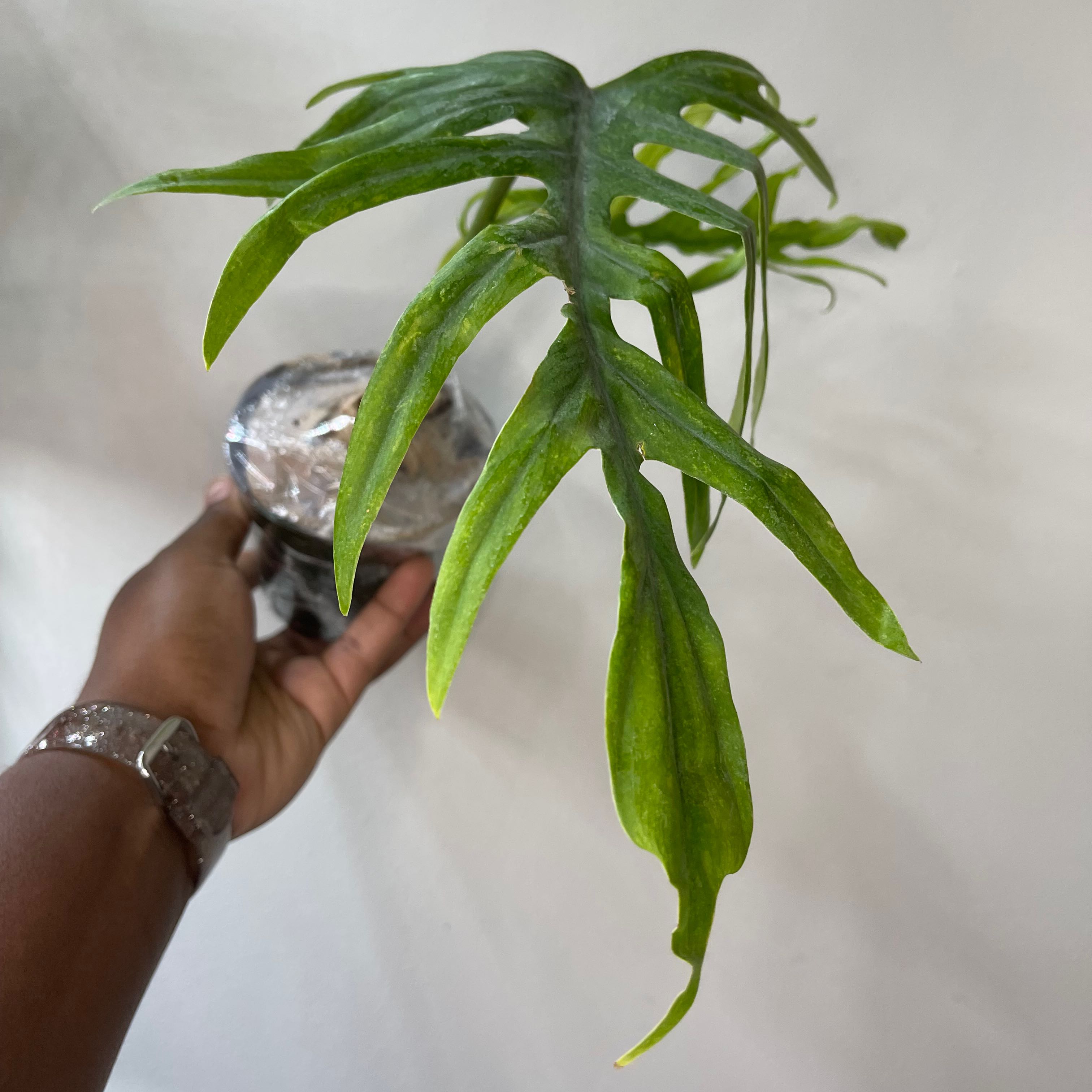 Philodendron mayoi plant with green, lobed leaves held by a hand.