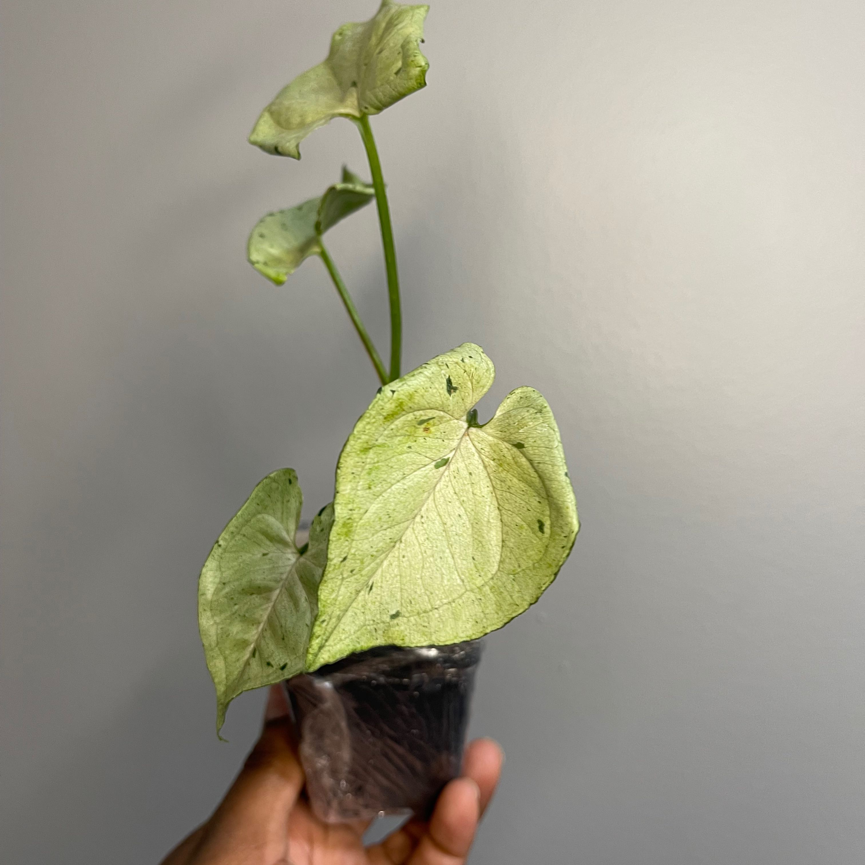 Photo of the plant species Grey Ghost by @Lynn775 named Ginger on Greg, the plant care app