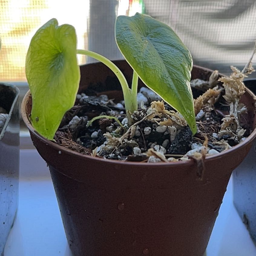 Young Alocasia 'Rugosa' plant in a small pot with visible soil and some leaf yellowing.