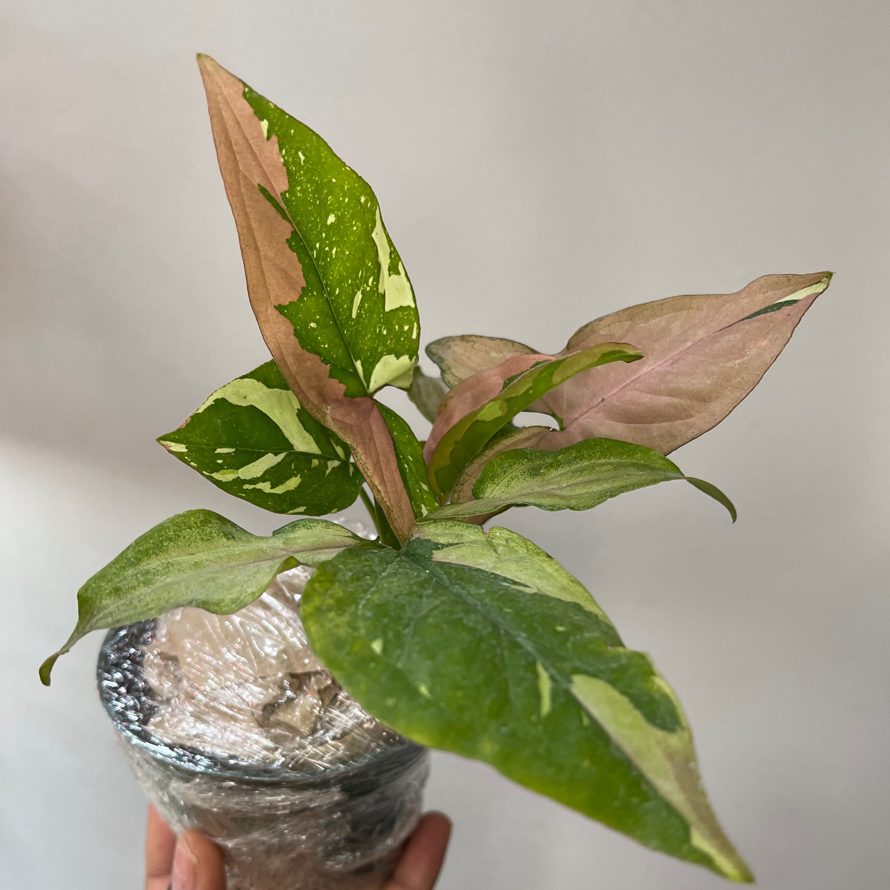Photo of the plant species Syngonium Red Spot by @Lynn775 named Rosa on Greg, the plant care app