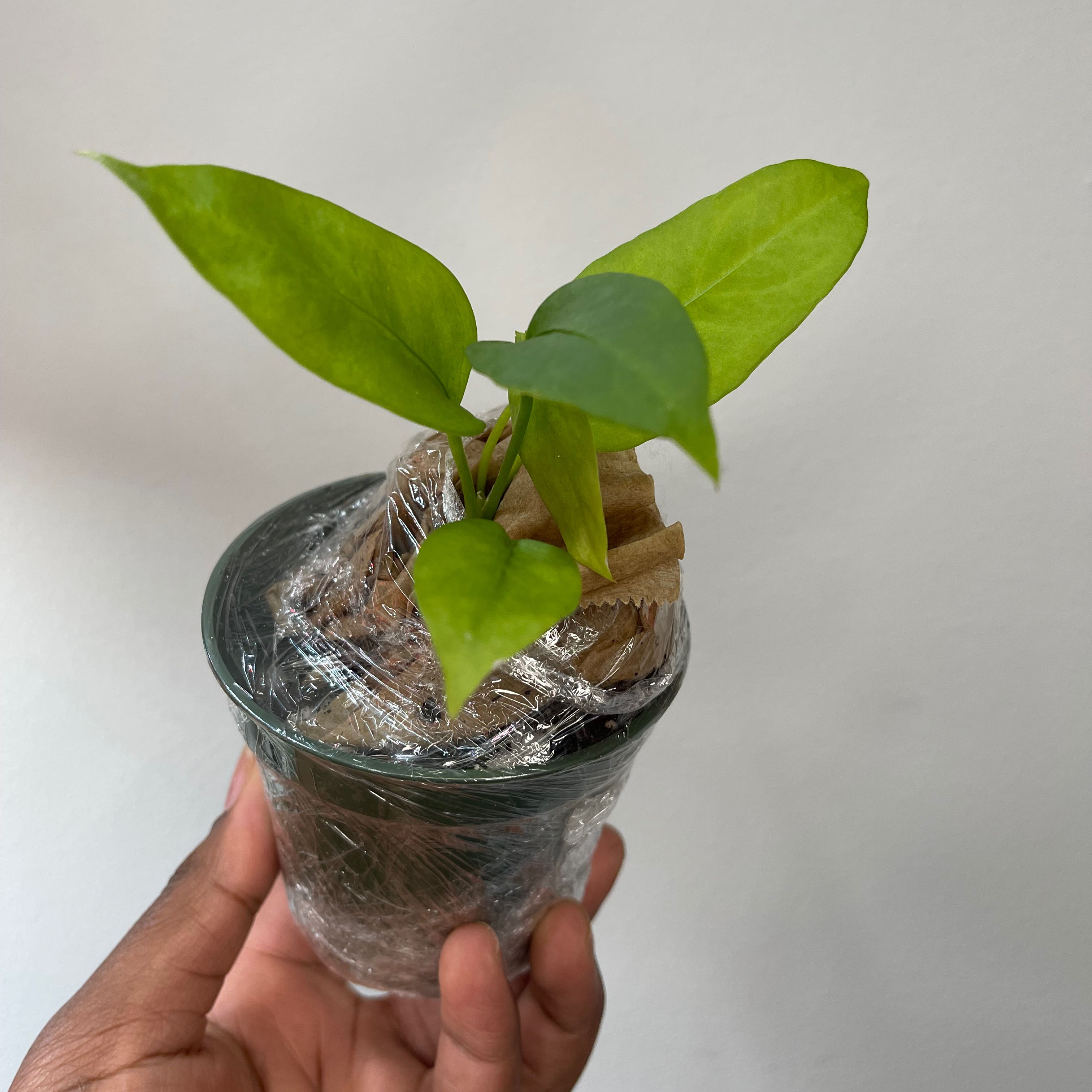 Anthurium vittariifolium plant in a glass container, held by a hand. Healthy green leaves.