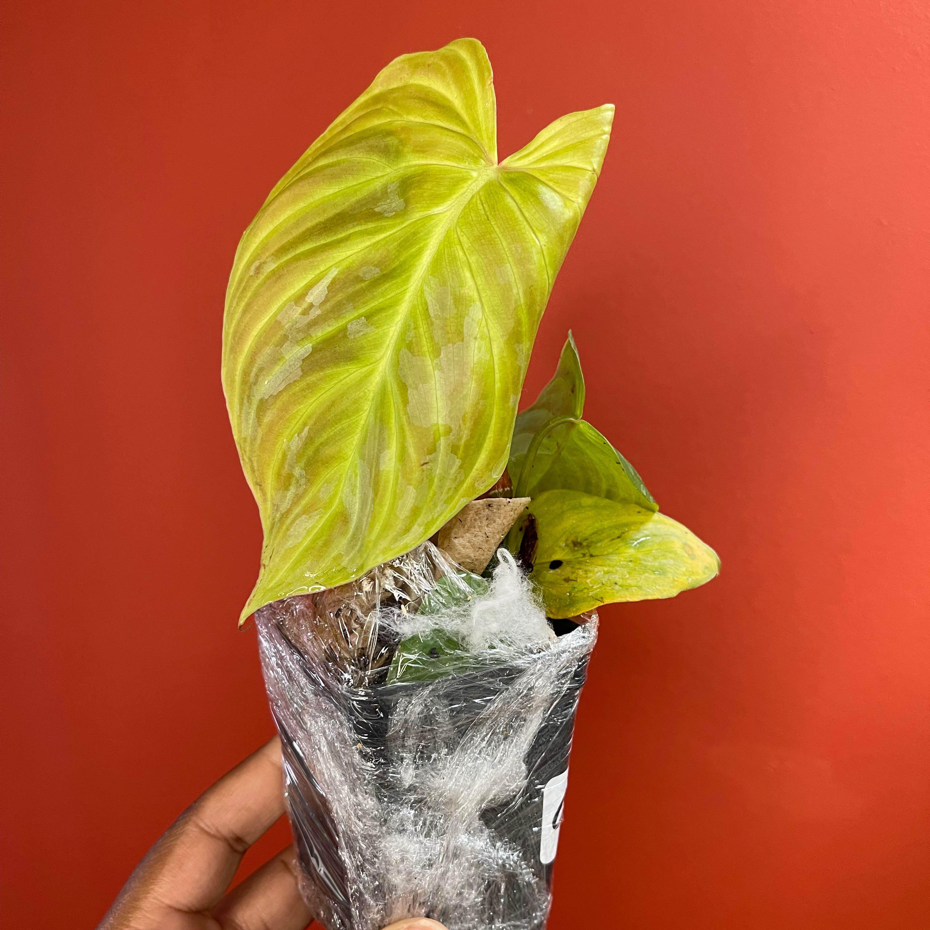Philodendron 'Majestic' plant with yellowing and browning leaves, held by a hand.