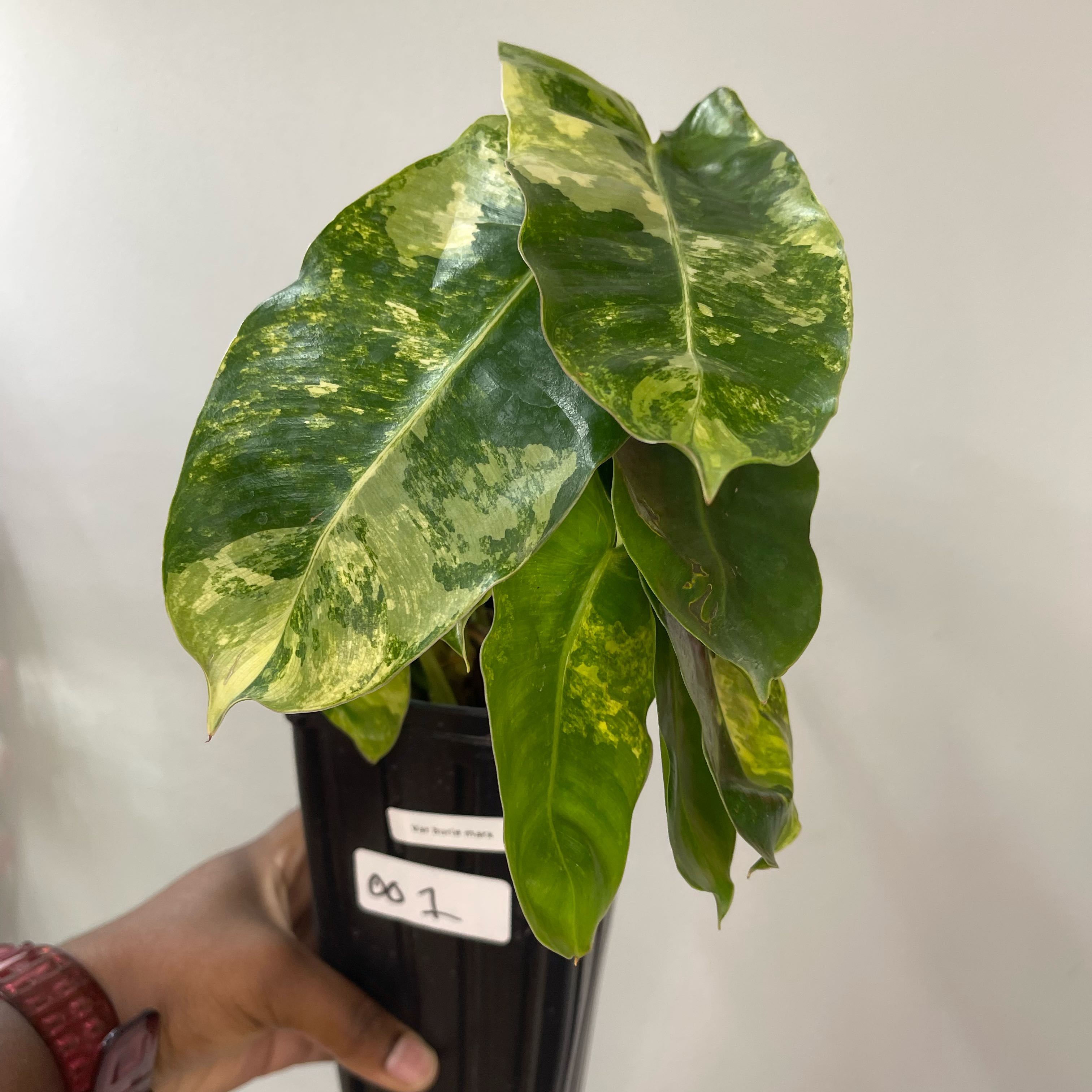 Burle Marx Variegata plant with variegated leaves held in a black pot.