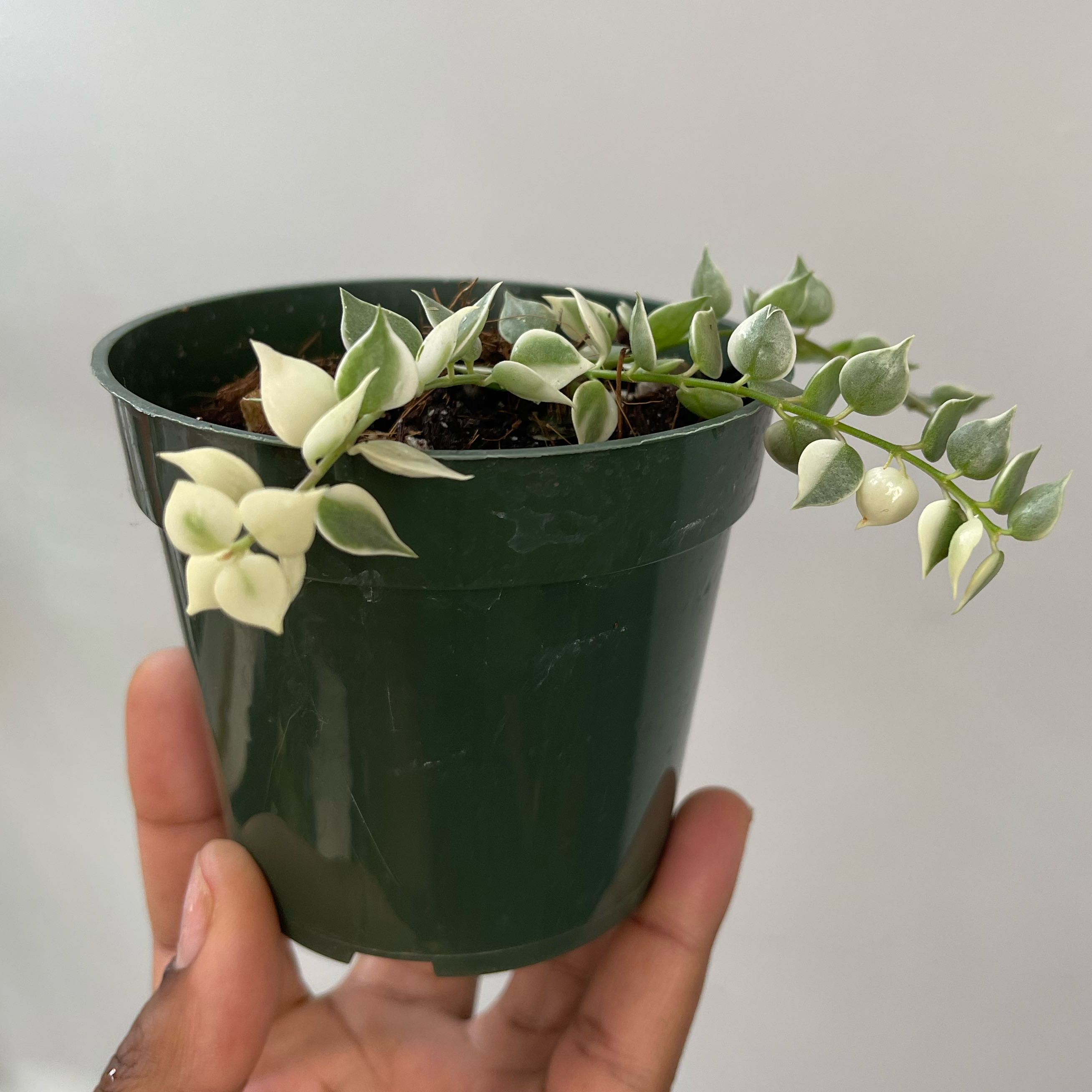 Potted Million Hearts Dischidia plant held by a hand, showing healthy green and white leaves.
