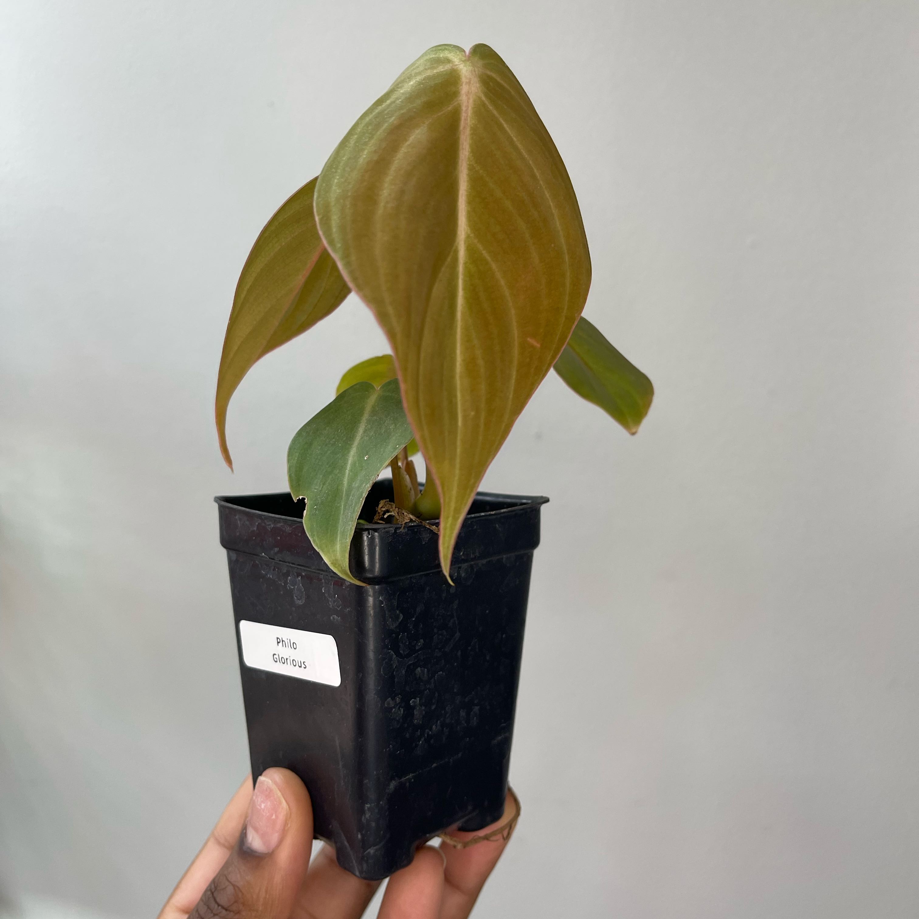 Philodendron 'Glorius' plant in a black pot held by a hand.