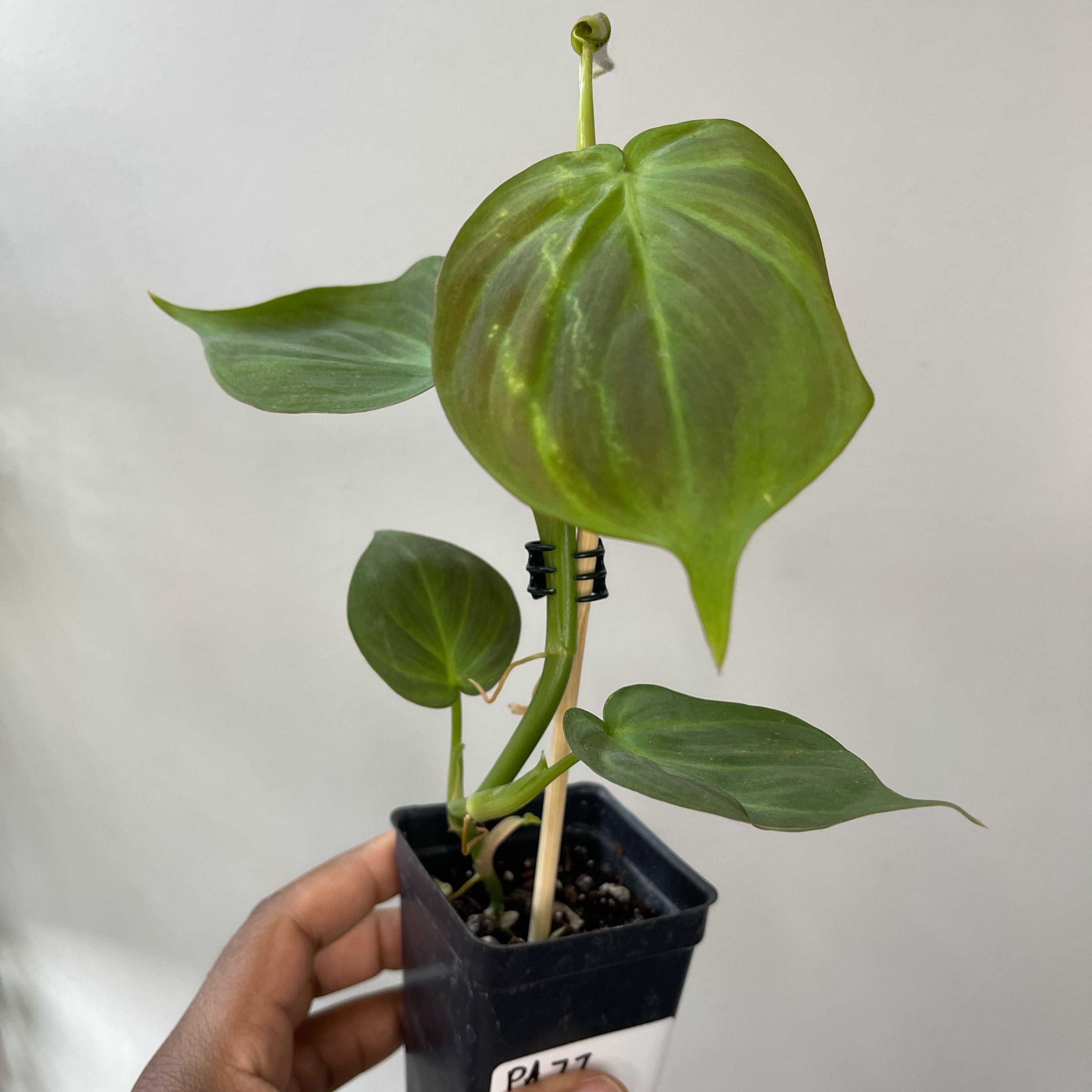 Camposportoanum Velvet Shield plant in a small pot held by a hand, with visible soil.