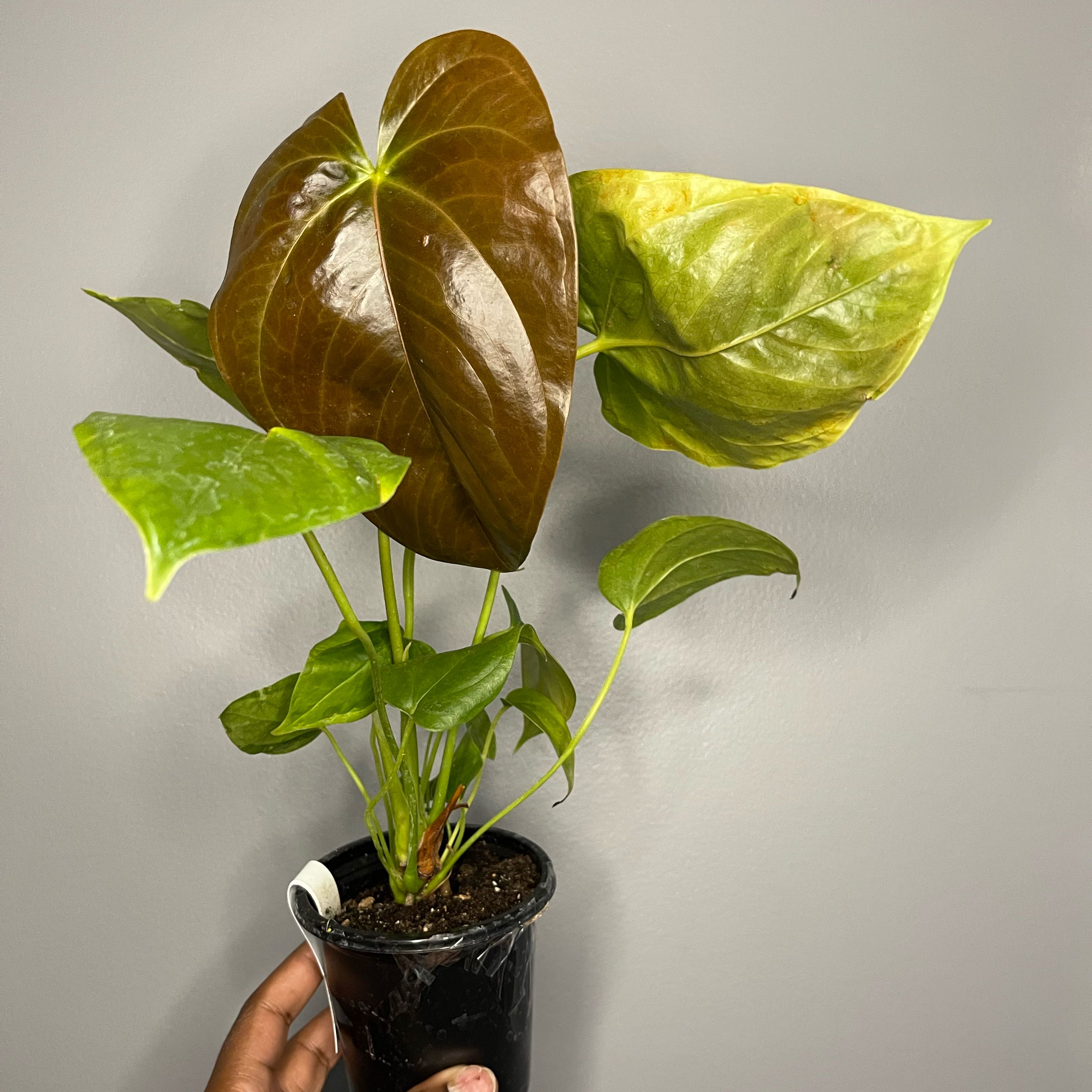 Photo of the plant species Anthurium Crystallinum 'Red' by @Lynn775 named Rihanna on Greg, the plant care app