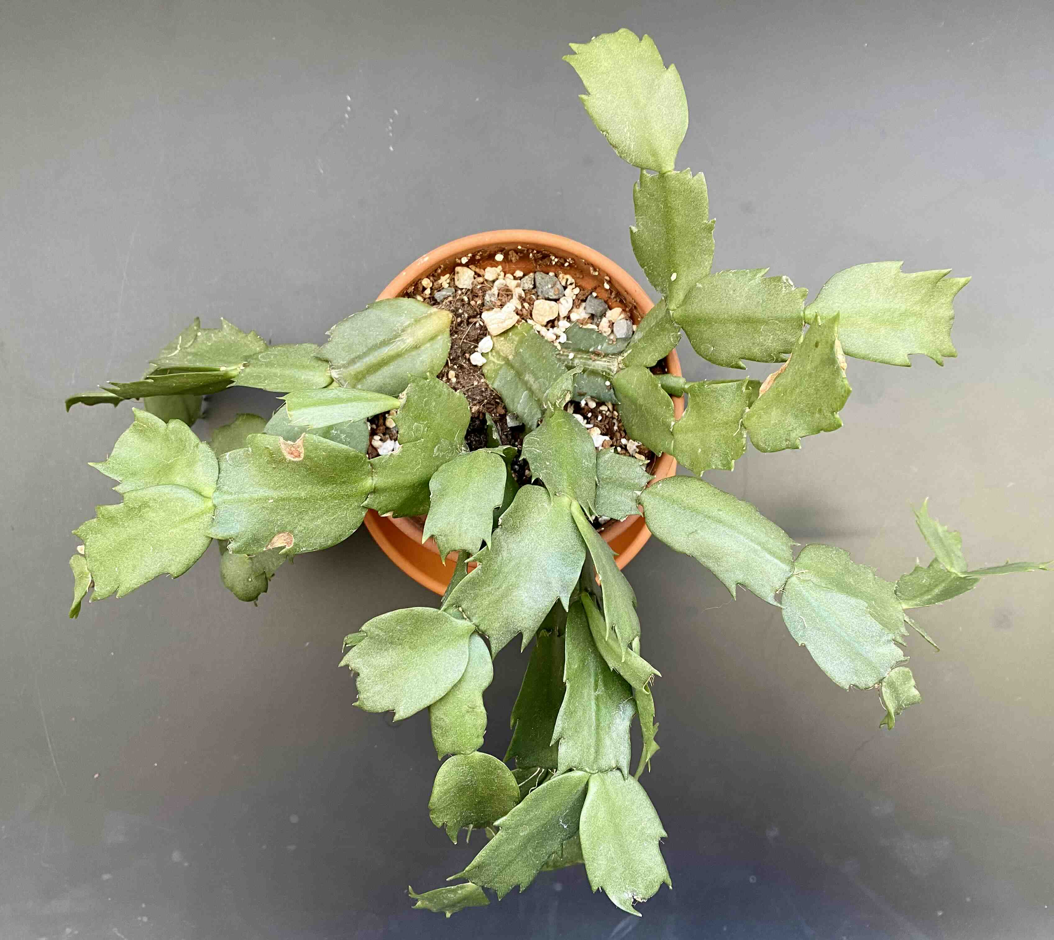 Potted false Christmas Cactus with minor browning on some leaves, soil visible.