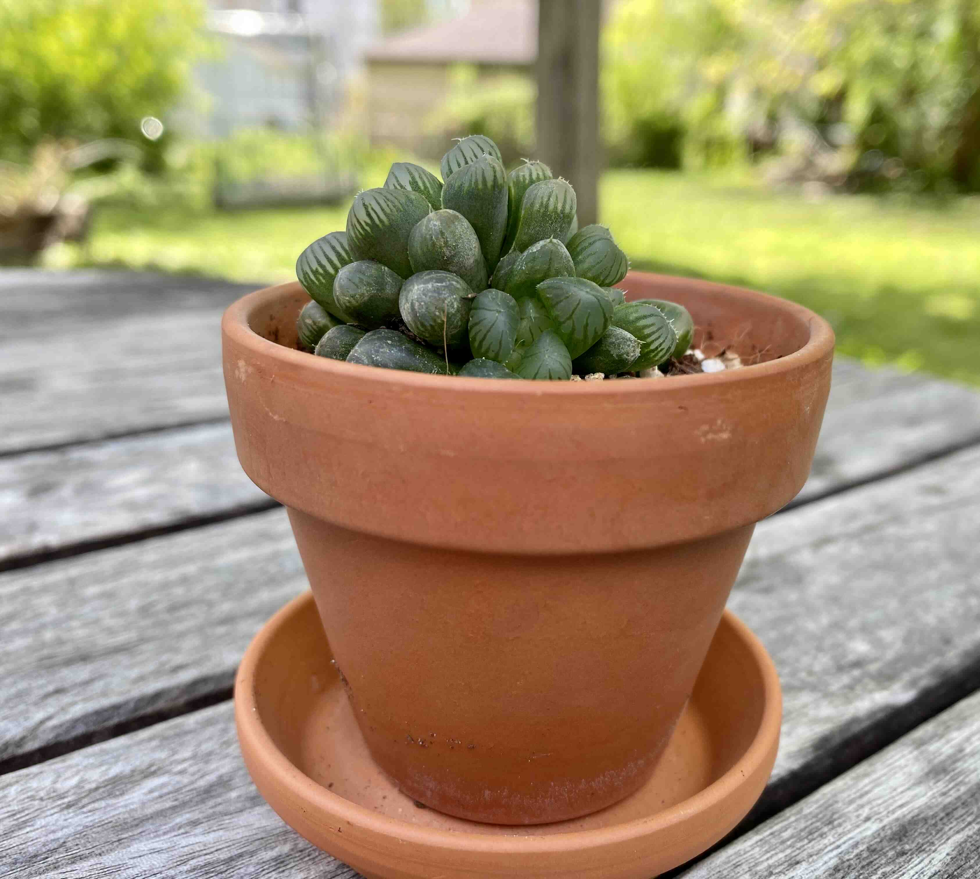 Haworthia cooperi plant in a terracotta pot on a wooden surface, appears healthy.