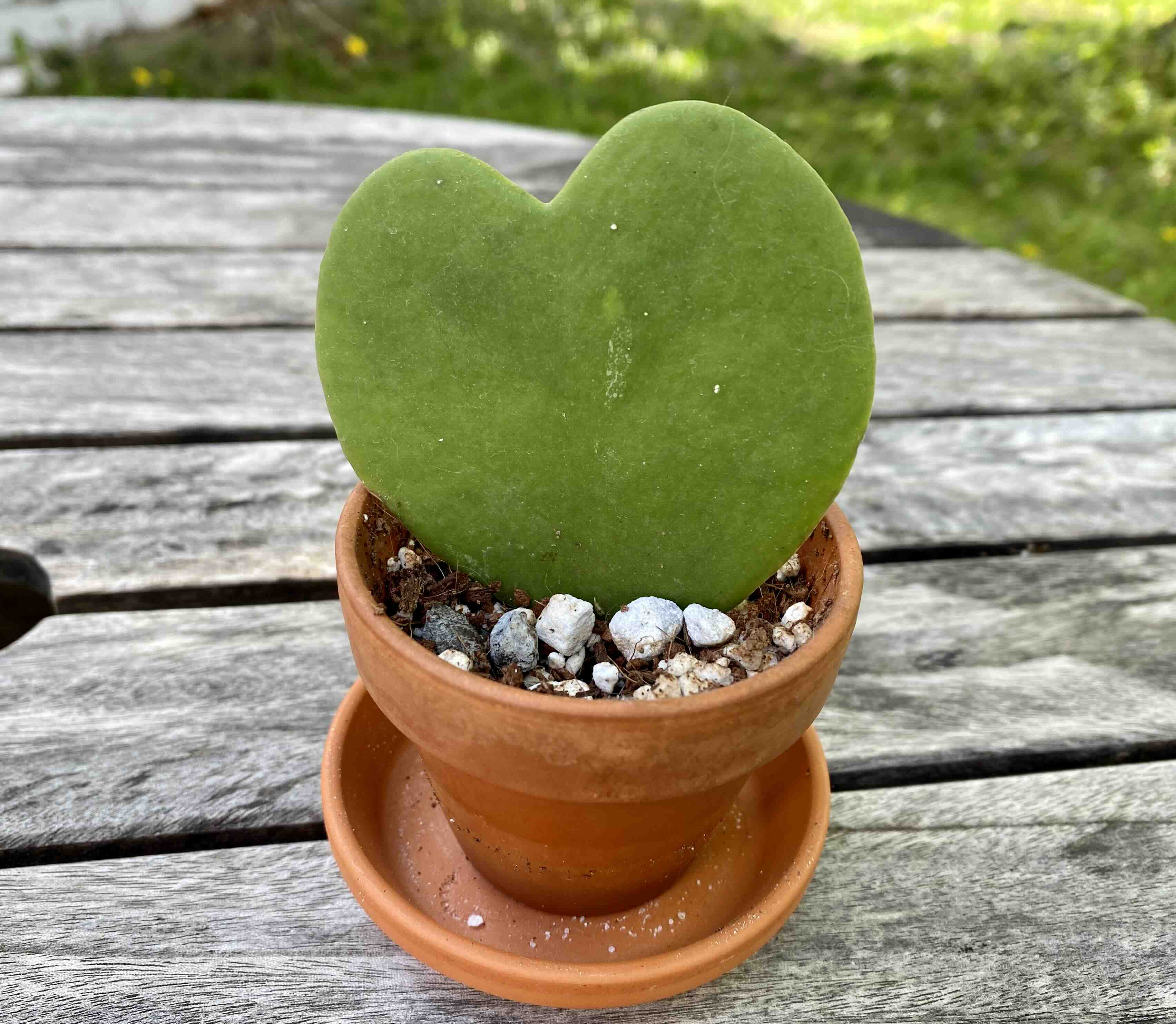 Sweetheart Hoya plant in a terracotta pot with visible soil and white pebbles.