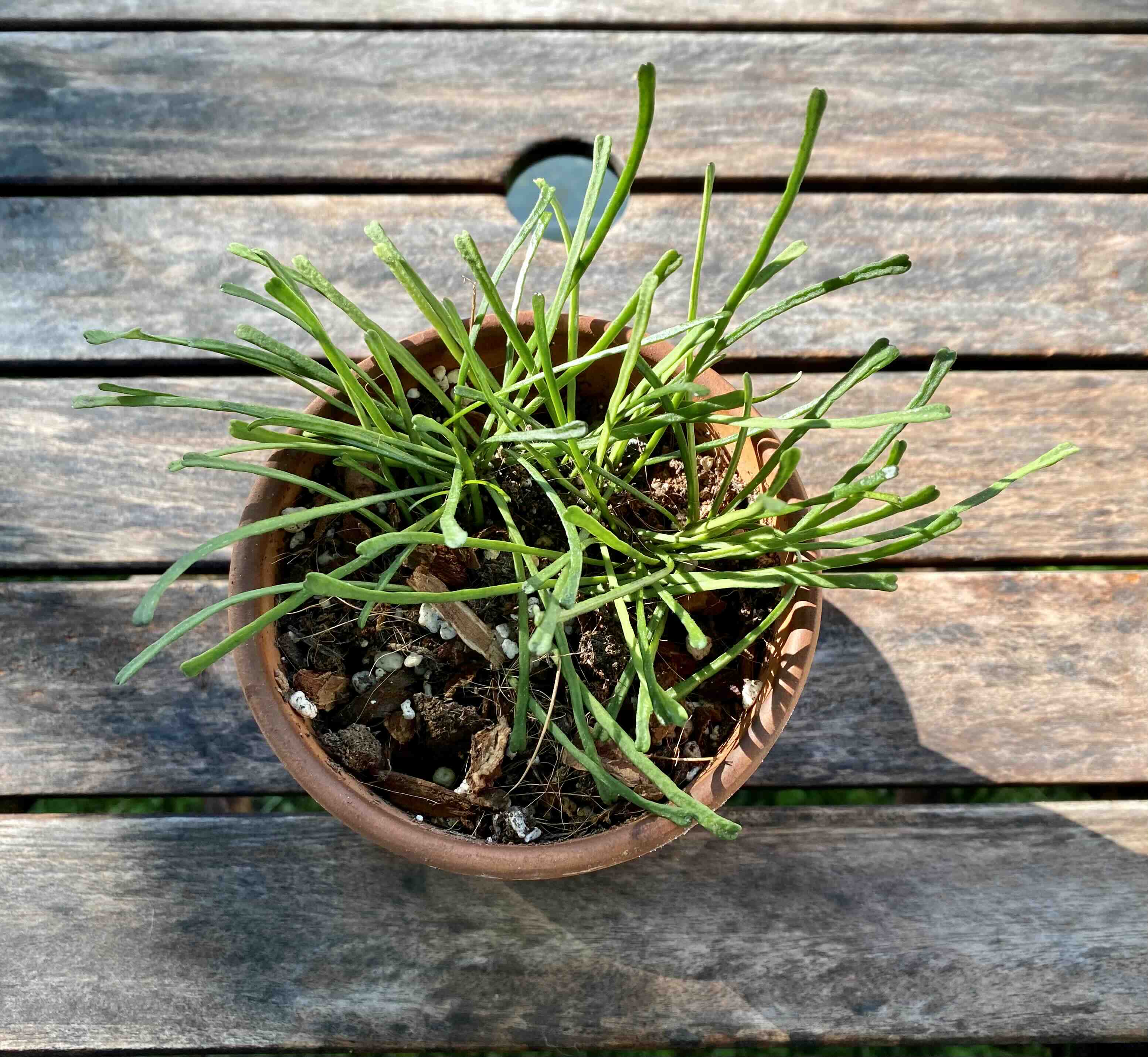 Potted Grass-leaved Hoya plant with thin, elongated leaves on a wooden surface.
