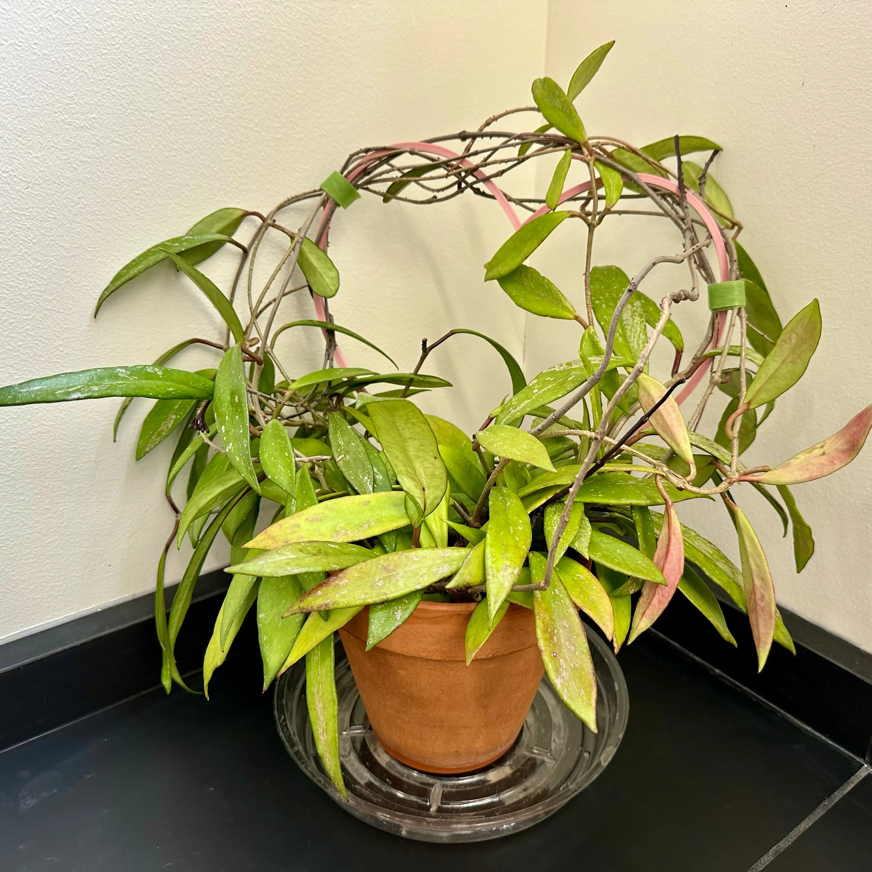 Hoya Pubicalyx plant in a terracotta pot with yellowing and browning leaves, supported by a circular trellis.