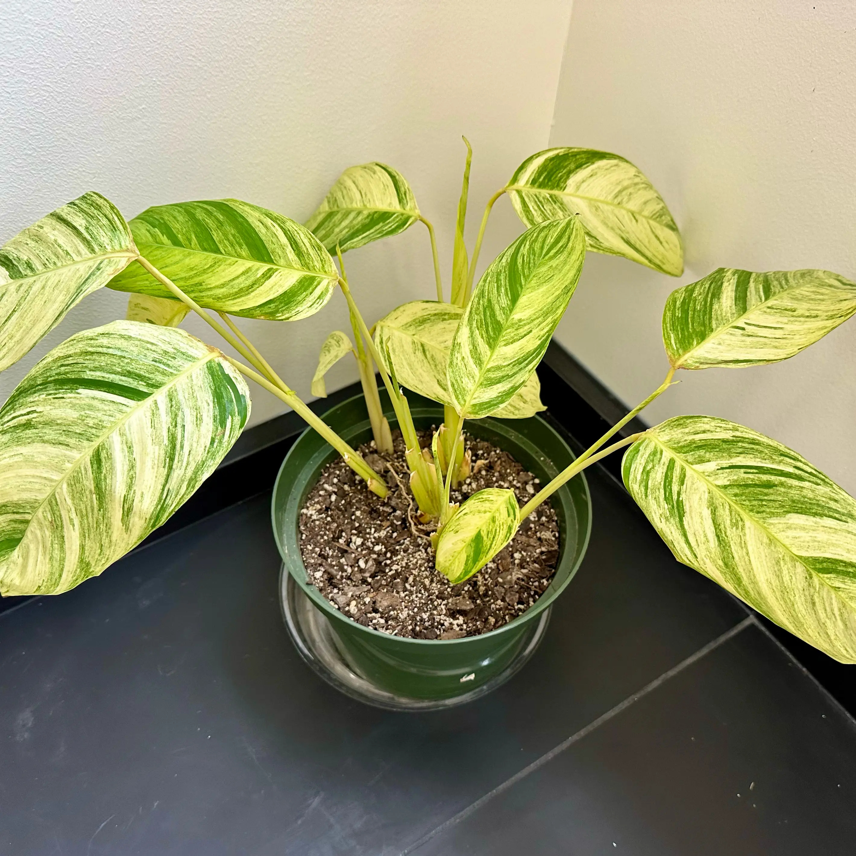 Photo of the plant species Charlie's Stromanthe by @barbarab named Lab-Chuck on Greg, the plant care app