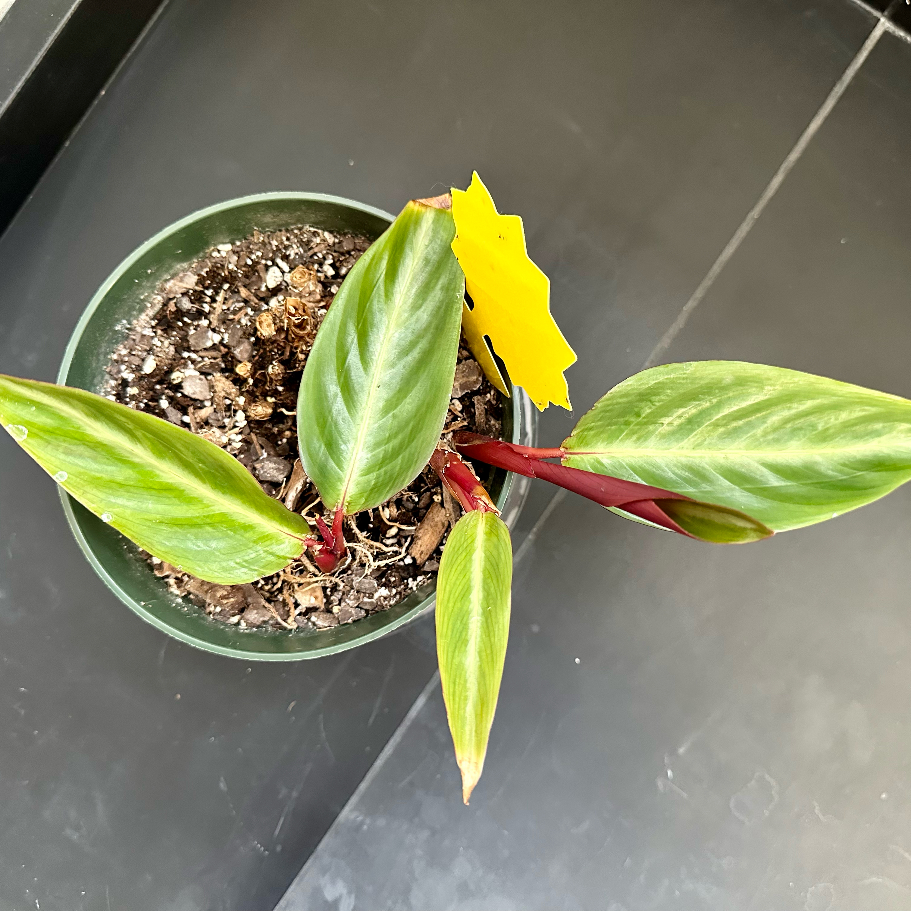 Stromanthe sanguinea 'Tricolor' plant with variegated leaves, some yellowing and browning, in a pot.