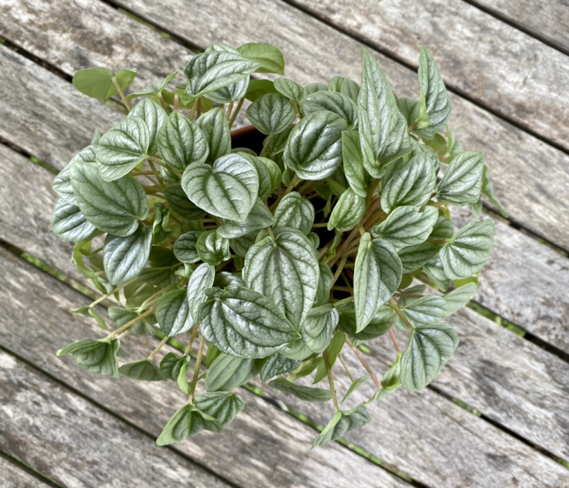 Healthy Silver Frost Peperomia plant with vibrant, silver-green leaves.