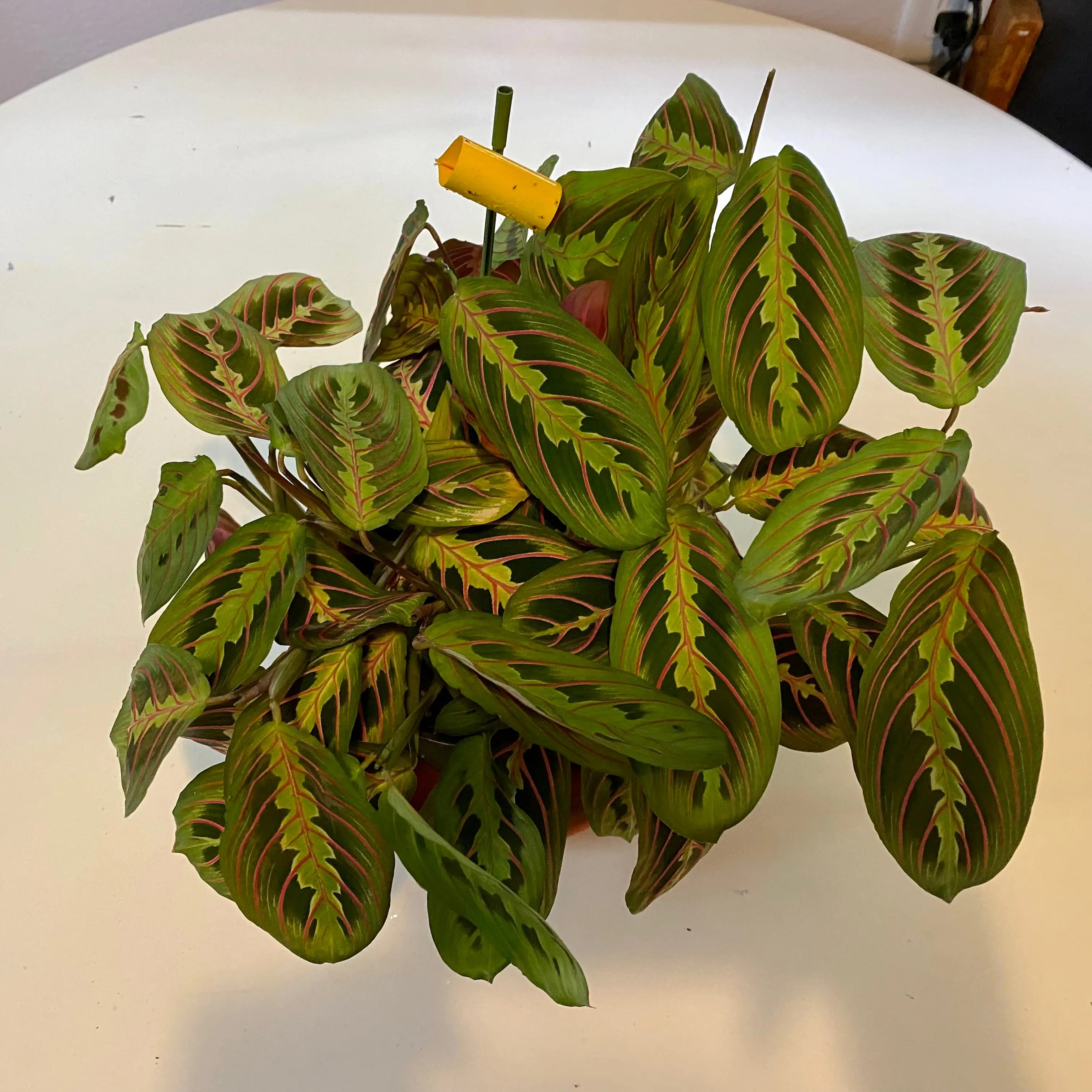 Photo of the plant species Red Prayer Plant by @barbarab named Bathroom-Maranta on Greg, the plant care app