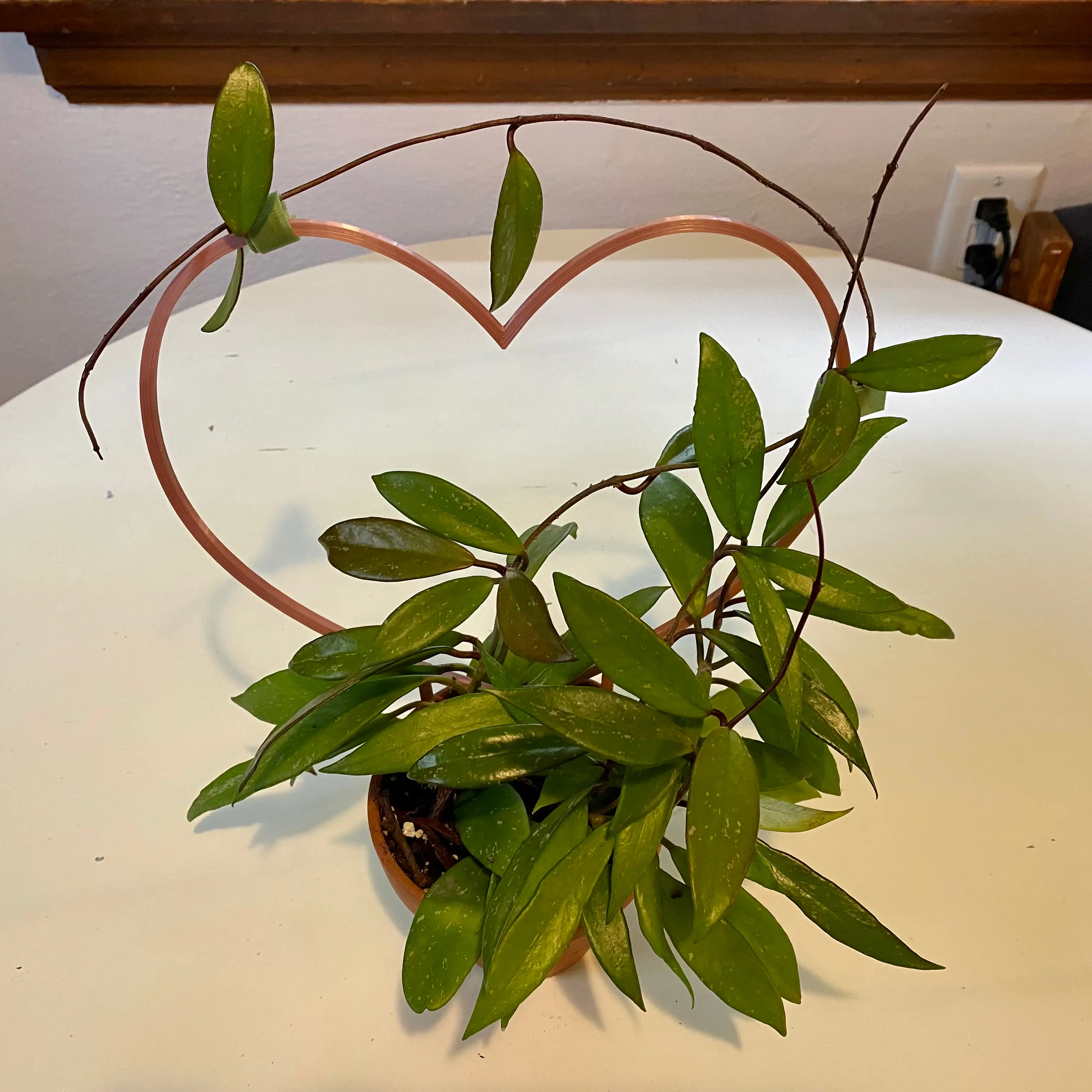 Hoya Pubicalyx plant with green leaves arranged around a heart-shaped support structure.